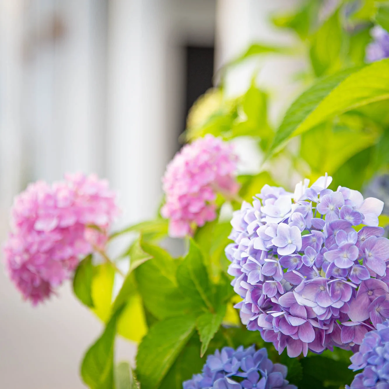 & Hoke Real Estate & Burke County NC Real Estate