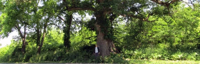 big_tree_header.jpg