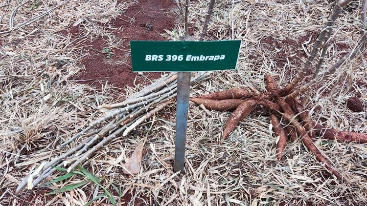 03 Foto - ALCINEIA.jpg