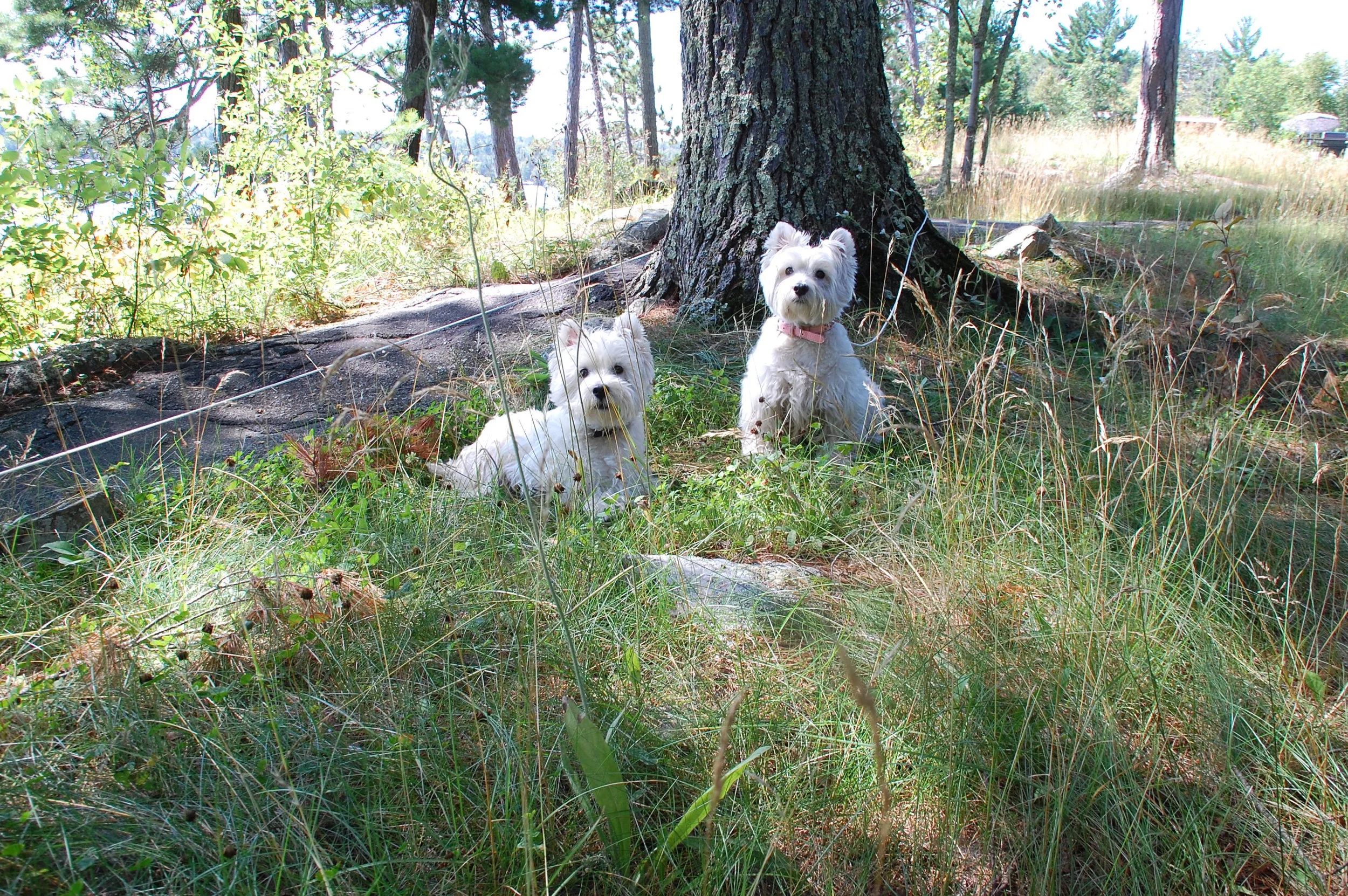 Cagney and Lacey.jpg