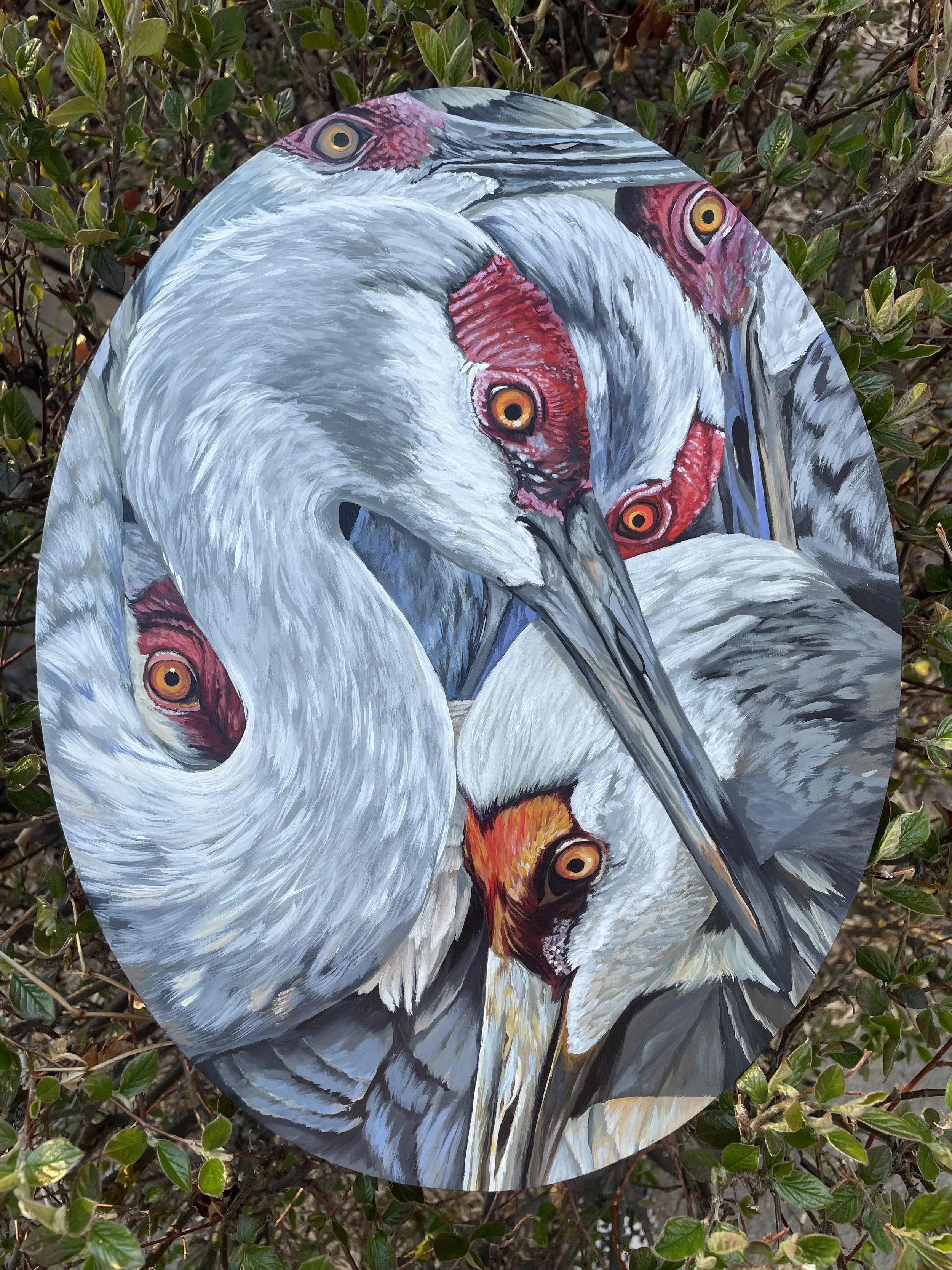 A Crane Huddle