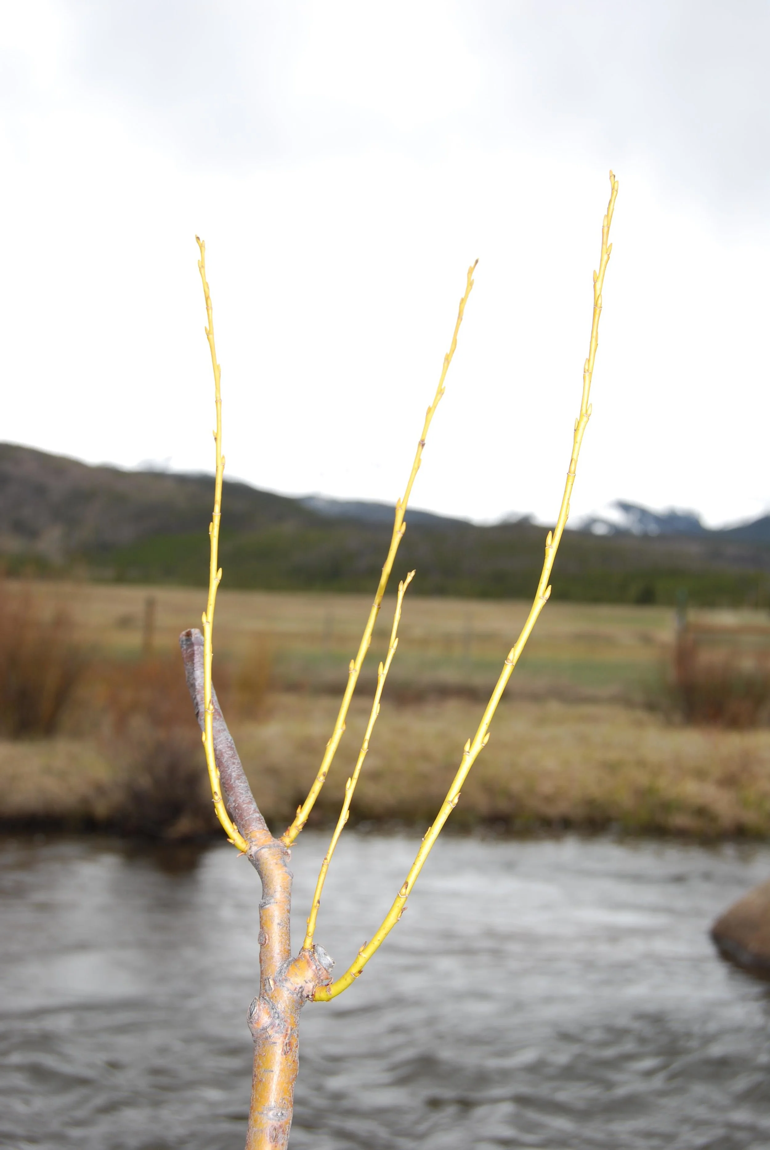 Happy willow planted in May 2018, photo taken at our May 2019 planting session