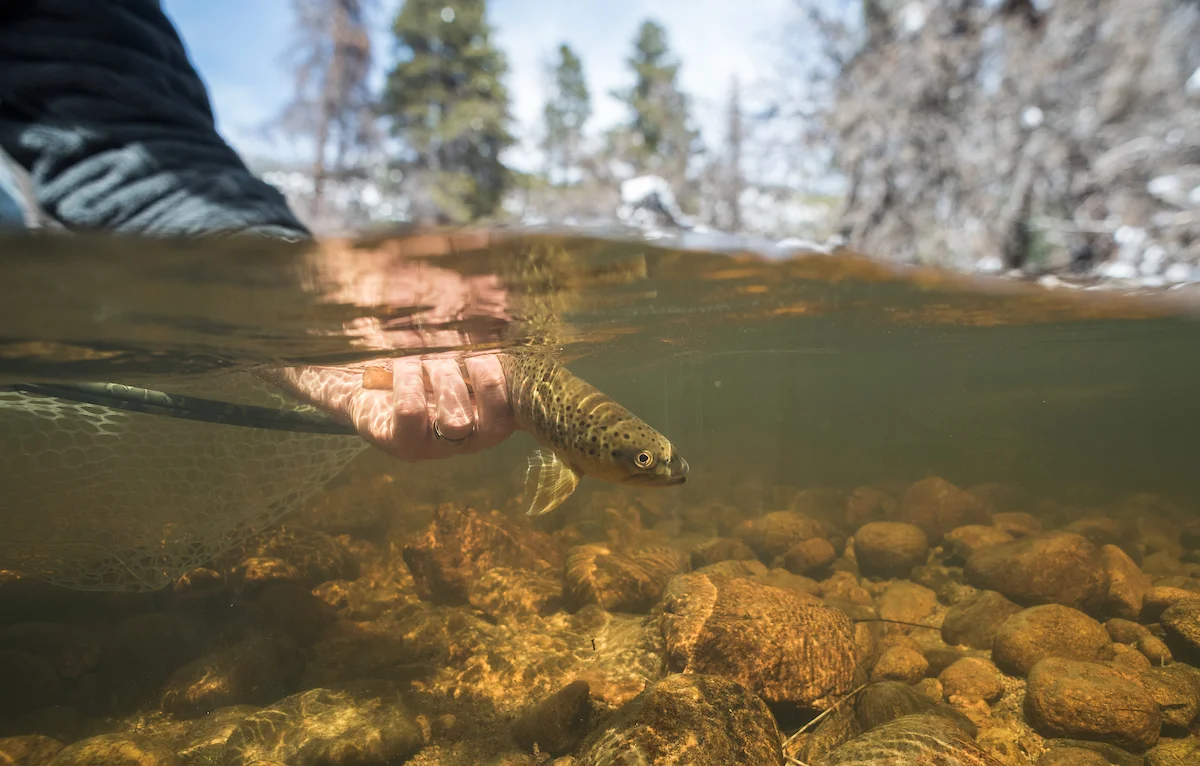 COLORADO HEADWATERS