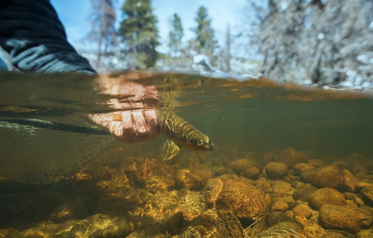 Colorado River Headwaters Chapter of Trout Unlimited