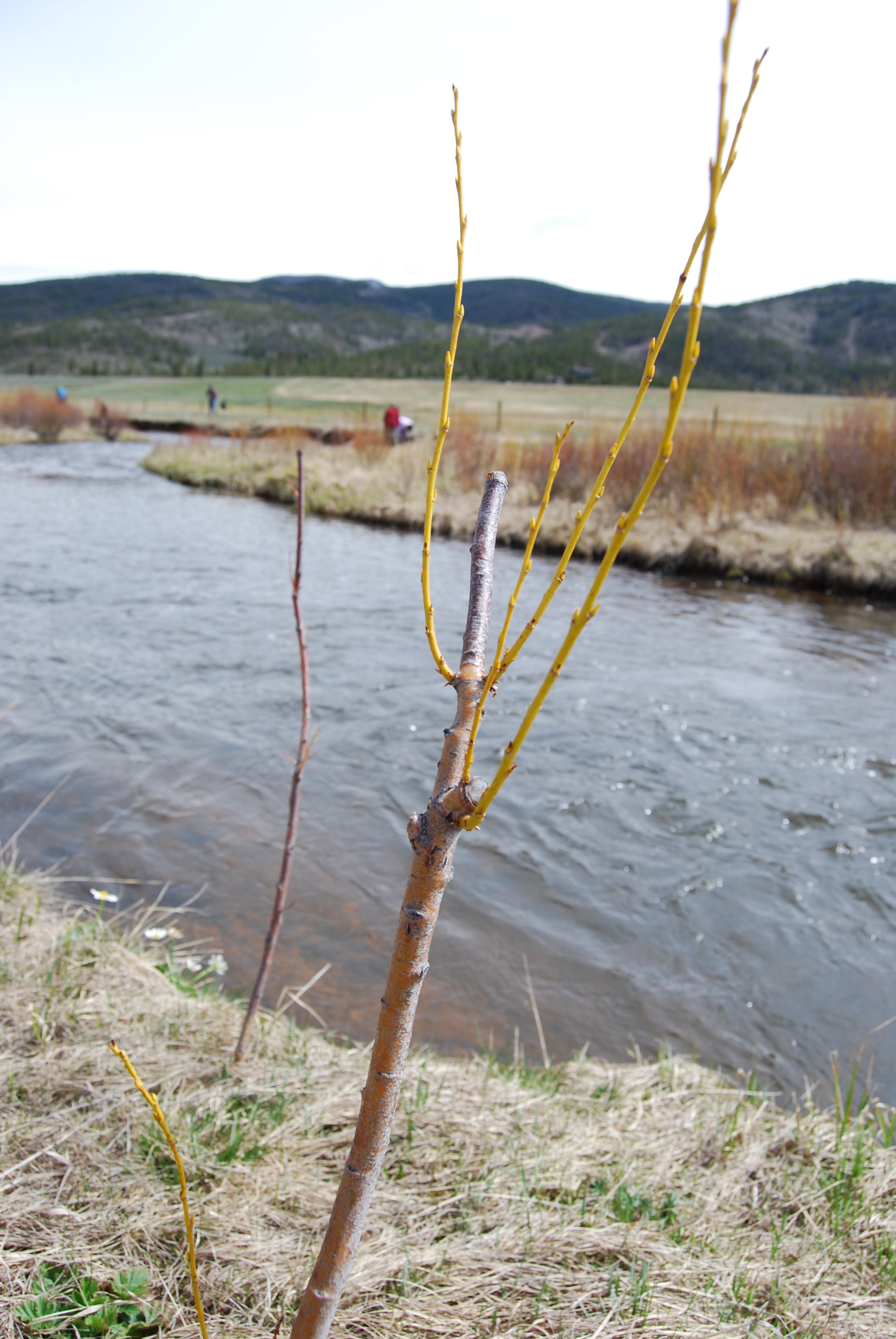 Willow Growth-good.jpg