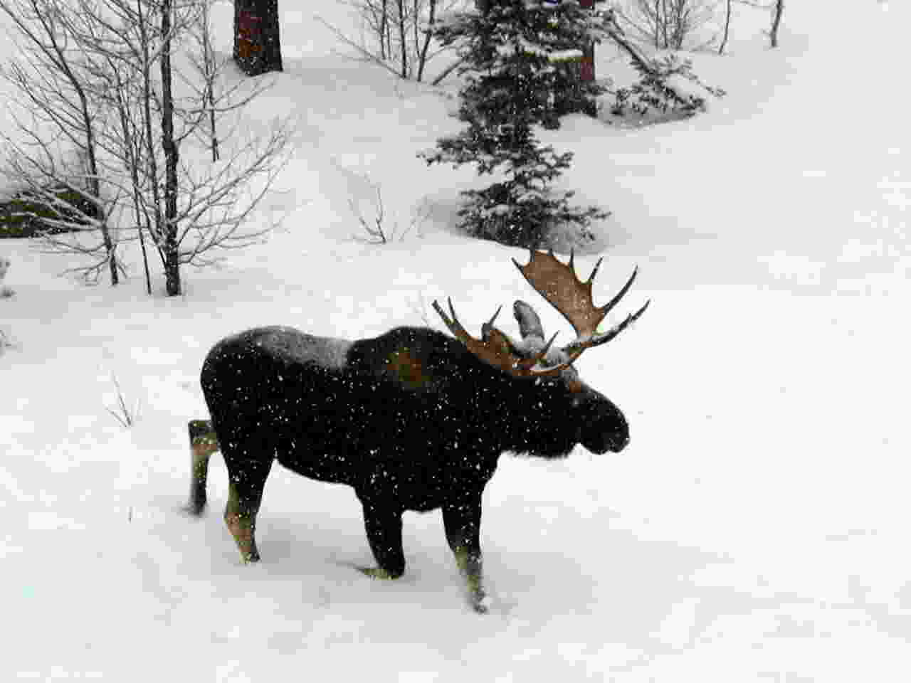 Kawuneeche Valley on stream restoration ongoing 2026