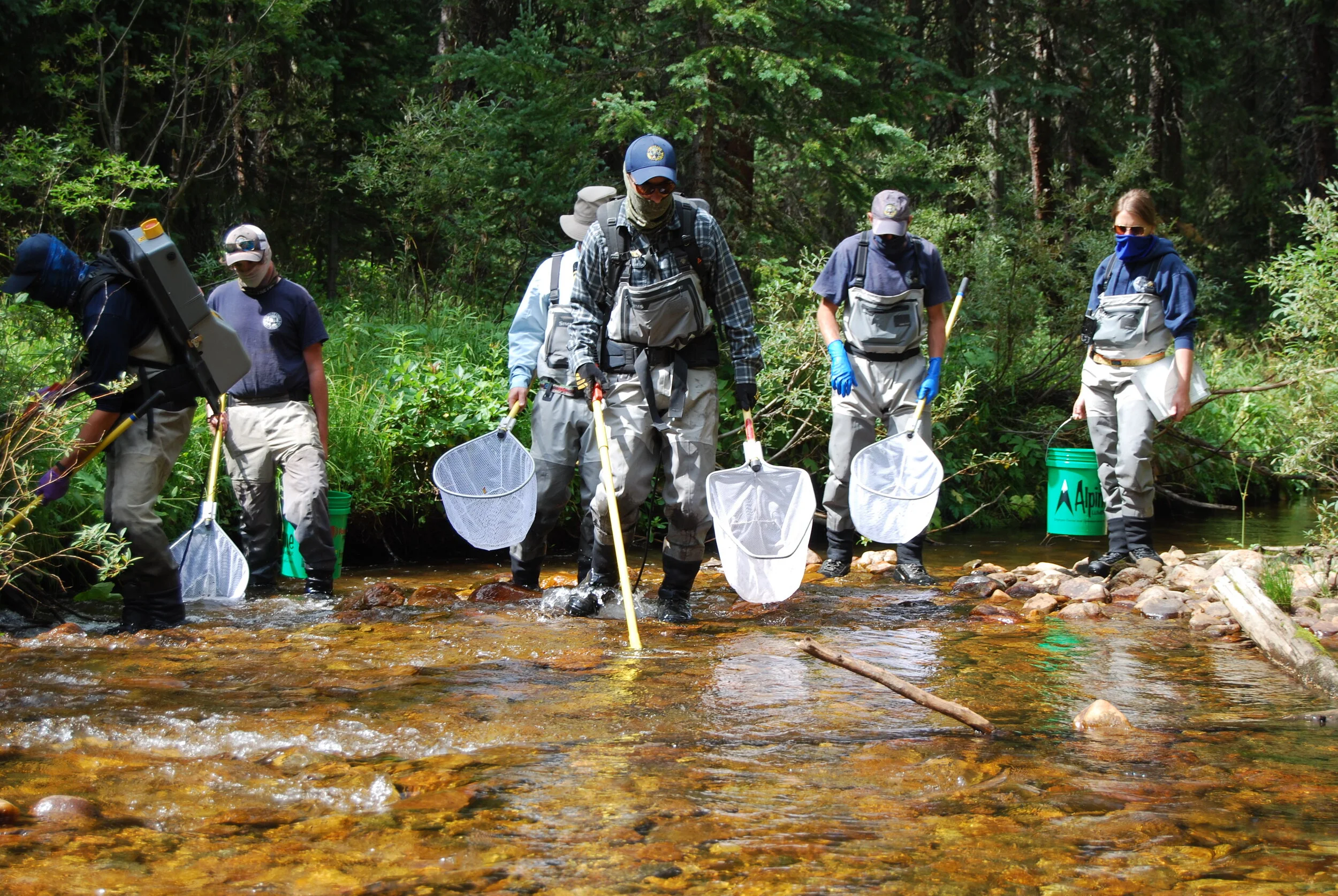 Stonefly Study in Colorado Headwaters