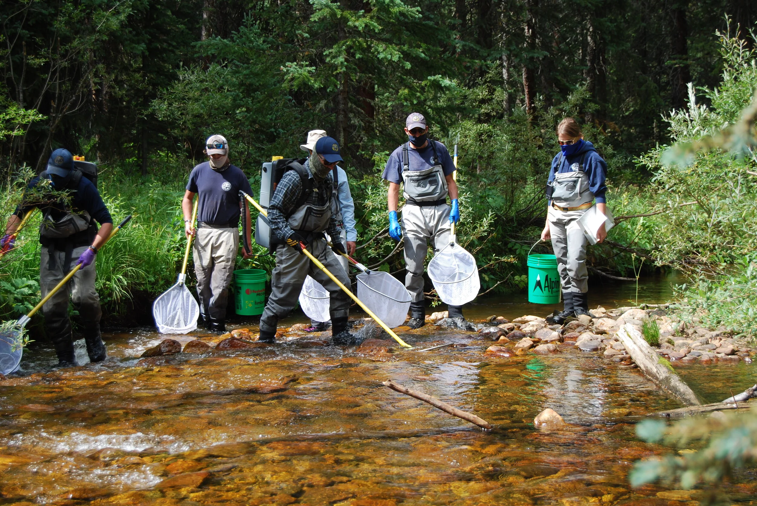 Williams Fork Electro Shocking