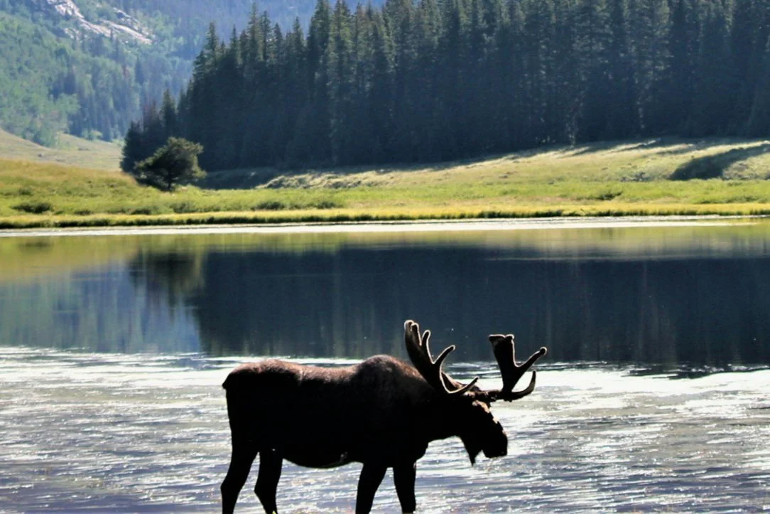 RMNP - Kawuneeche Valley Willow Restoration