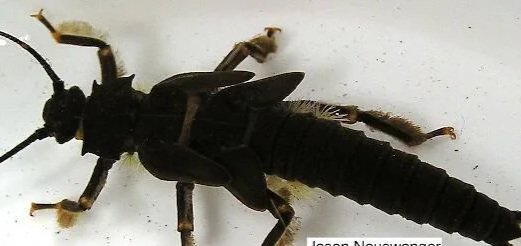 Salmon Fly Project - Stream Sampling for Giant Stoneflys