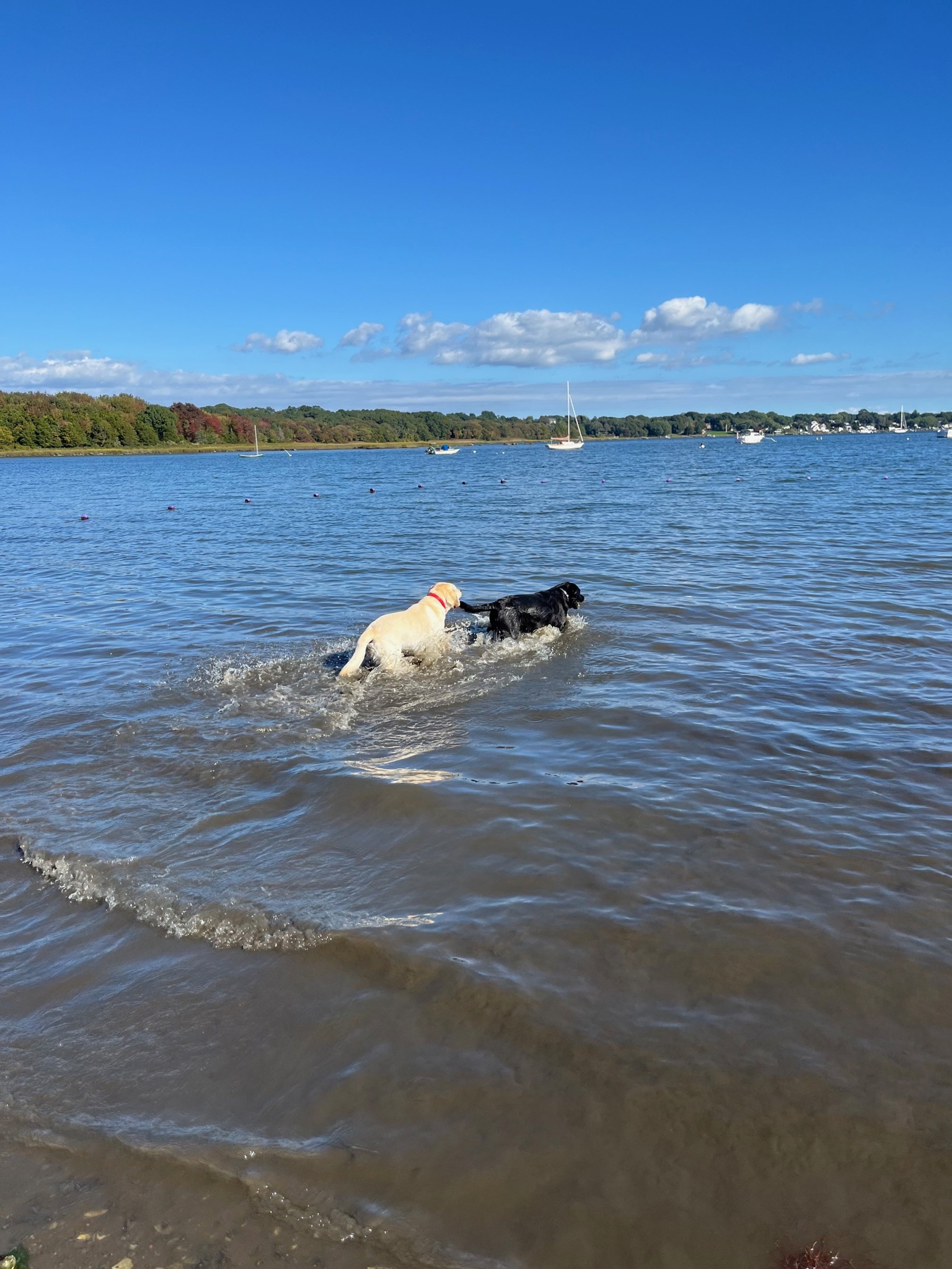 dogs in water.jpg