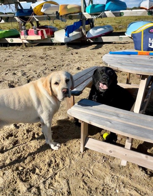 labs at beach.jpg