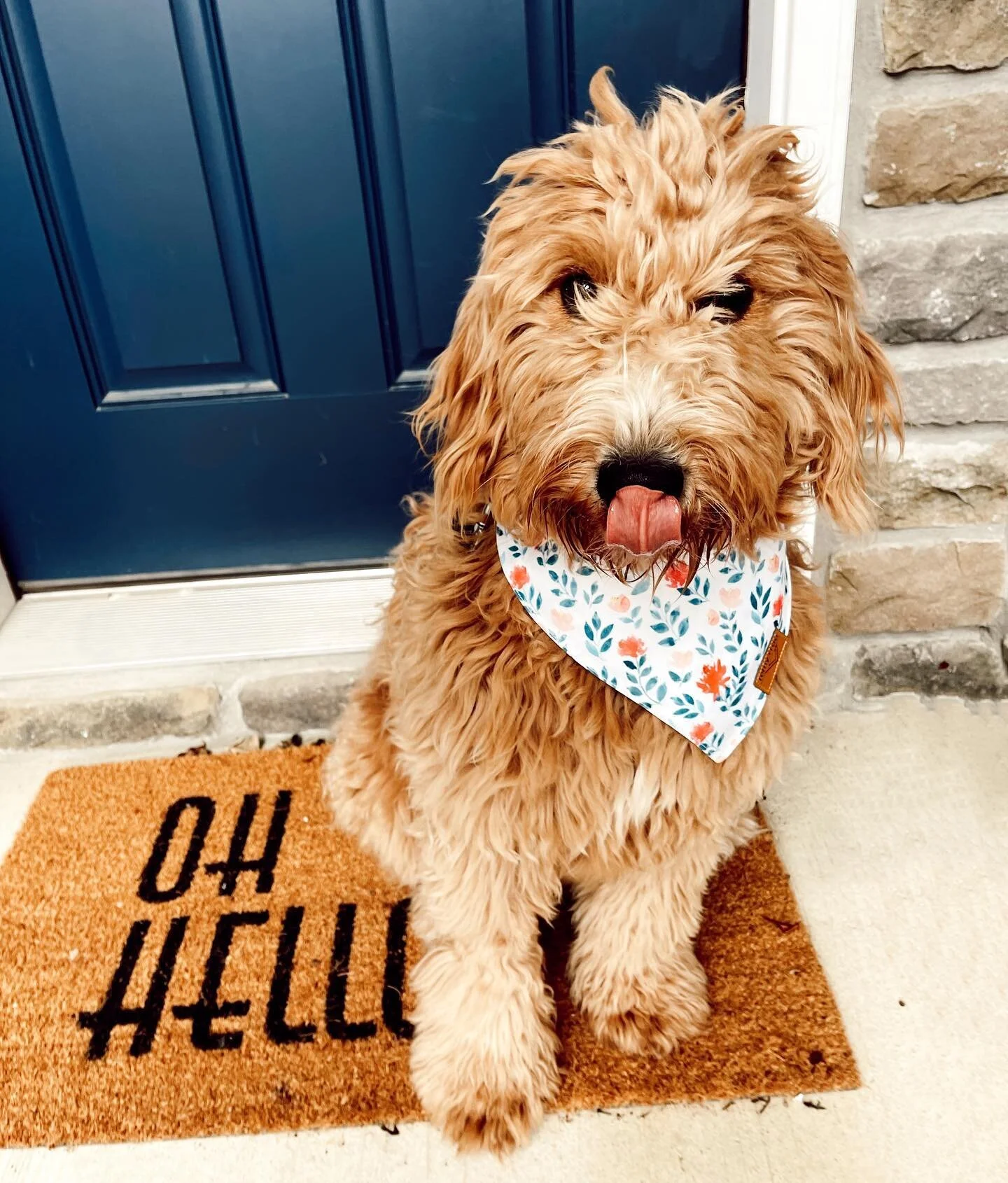 Double the doodles are double the fun 🤍

Hi world! Meet Lulu🍋 (named after her mom&rsquo;s fav store @lululemon of course😉). 

Lulu is an 8 month old mini goldendoodle, born June 10th (a Gemini queen like mom), and was surrendered from a local bre