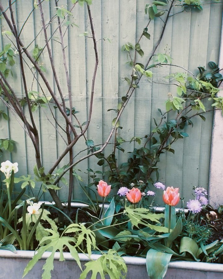 Lots of greenery in the garden at the moment. A bit too much of it in my opinion as I regret the fence colour. Soon to be changed to the @jinny.blom @mylands_london beautiful pinky brown colour Cooper&rsquo;s Earth. Need some dry weather, a strong he