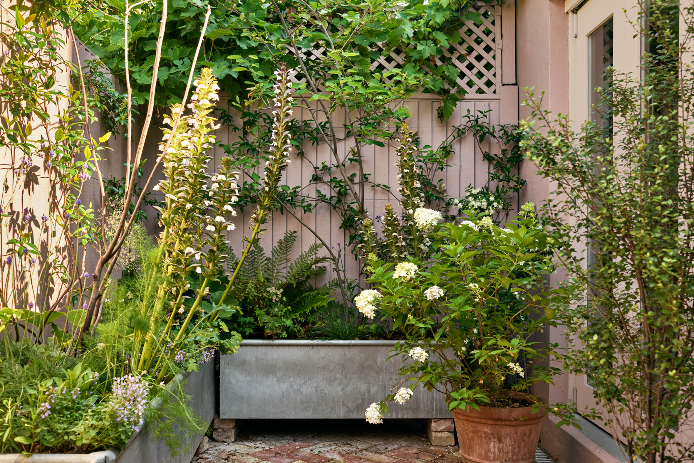 Reclaiming a Neglected Courtyard: My Own Garden