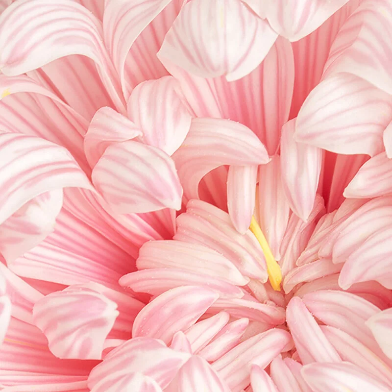 Lessons to learn from flowers