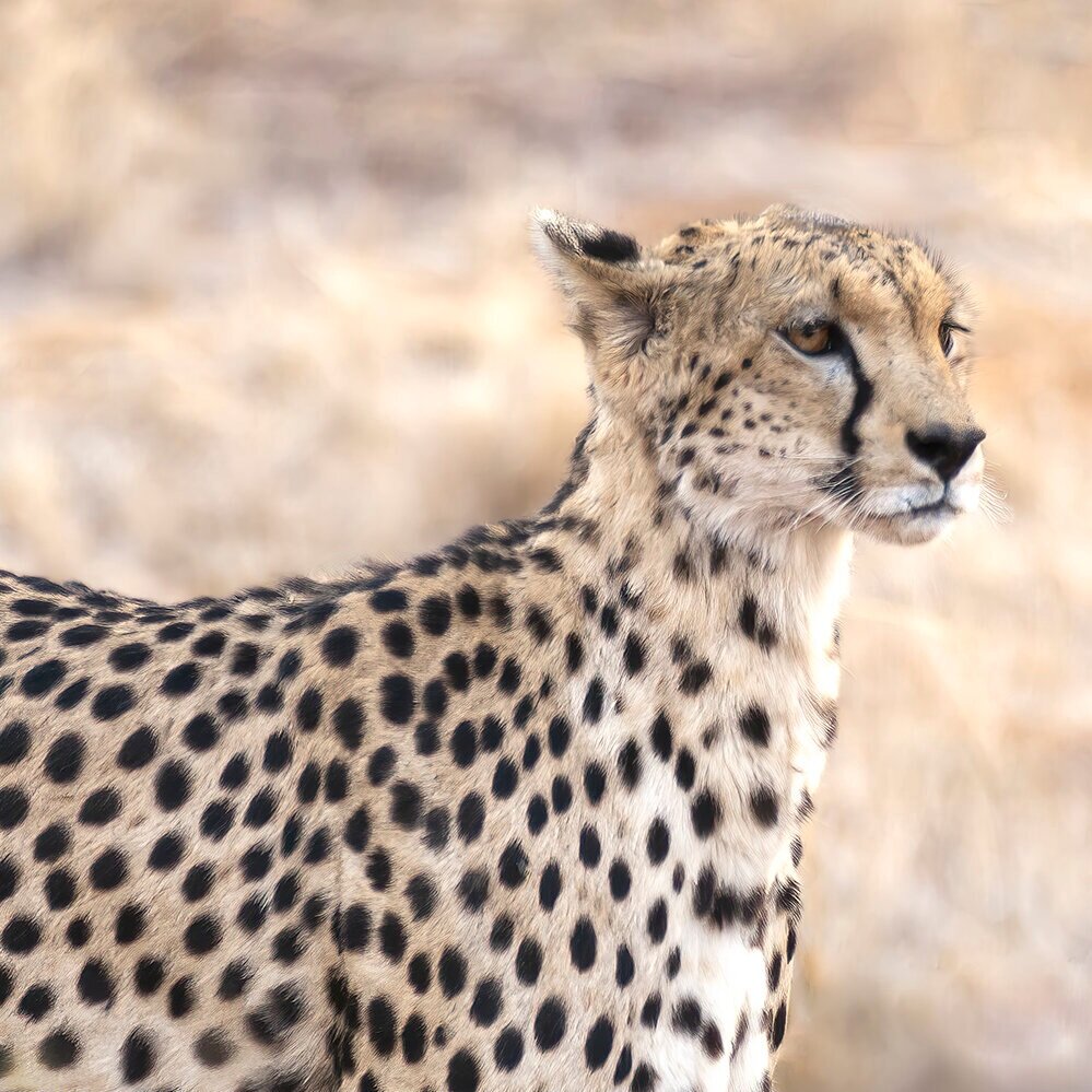 Cheetah, East Africa