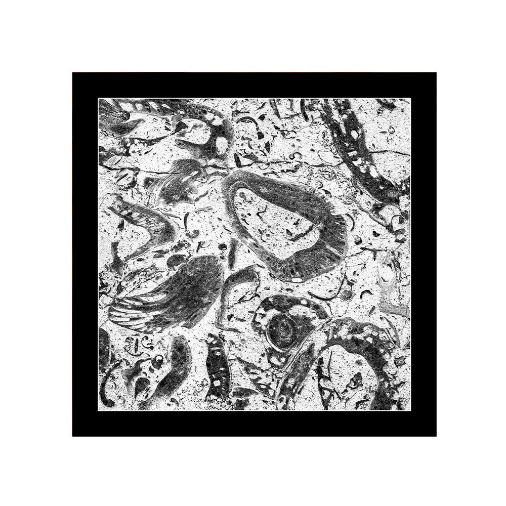 Fossils - Mediterranean Coast - Restocked for Fall 2025
