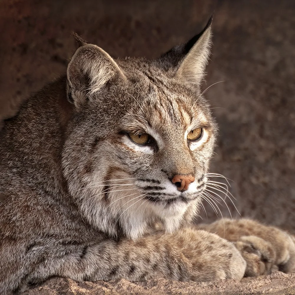 Bobcat