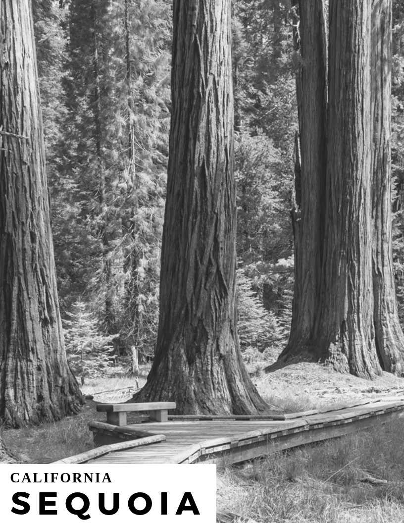 Sequoia National Park