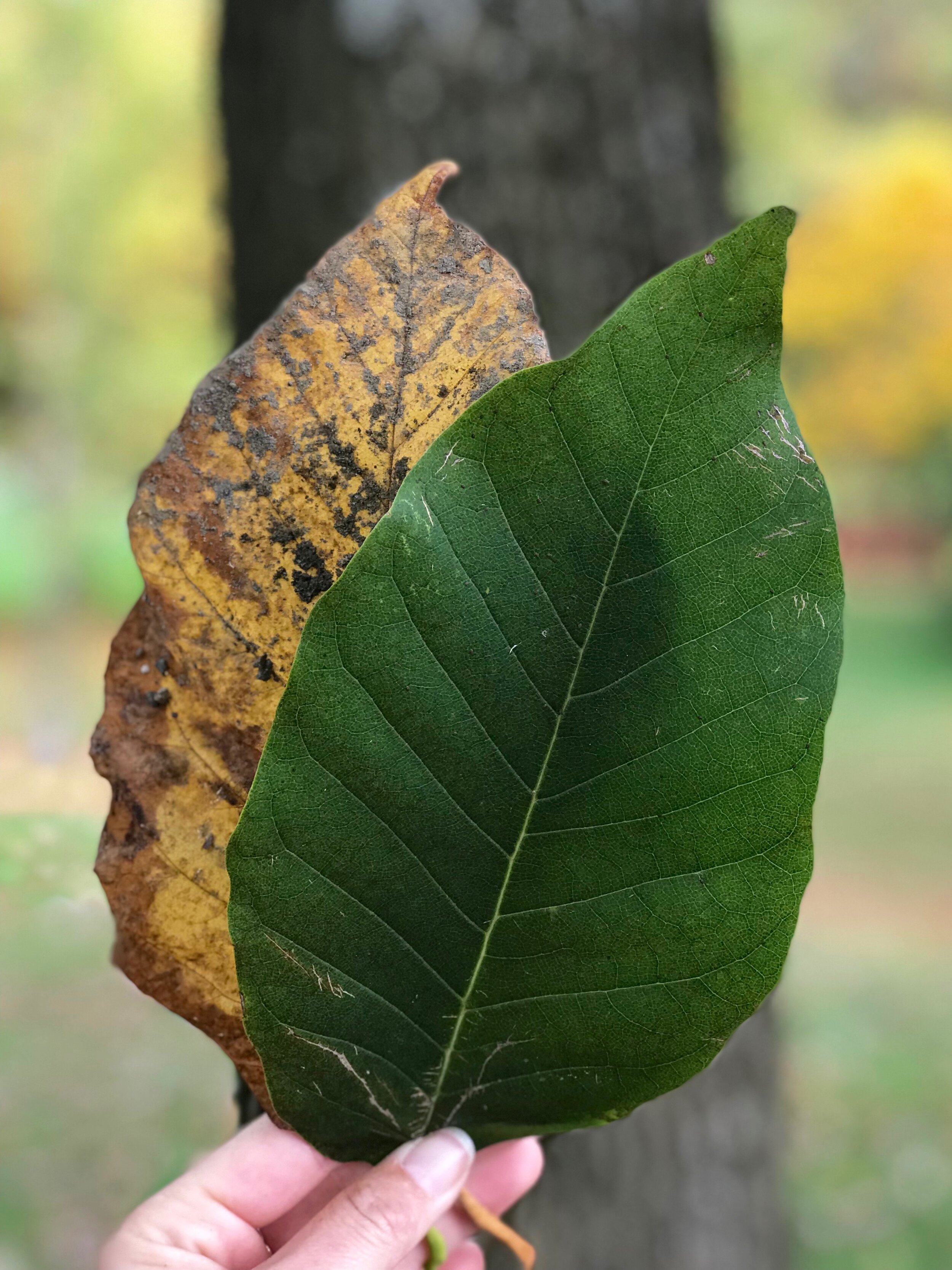 Cucumber Magnolia