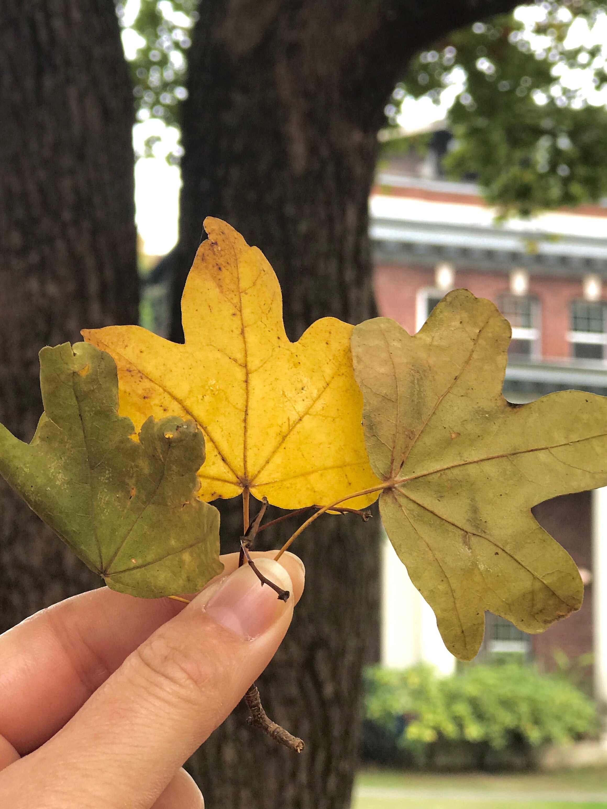 English Field Maple