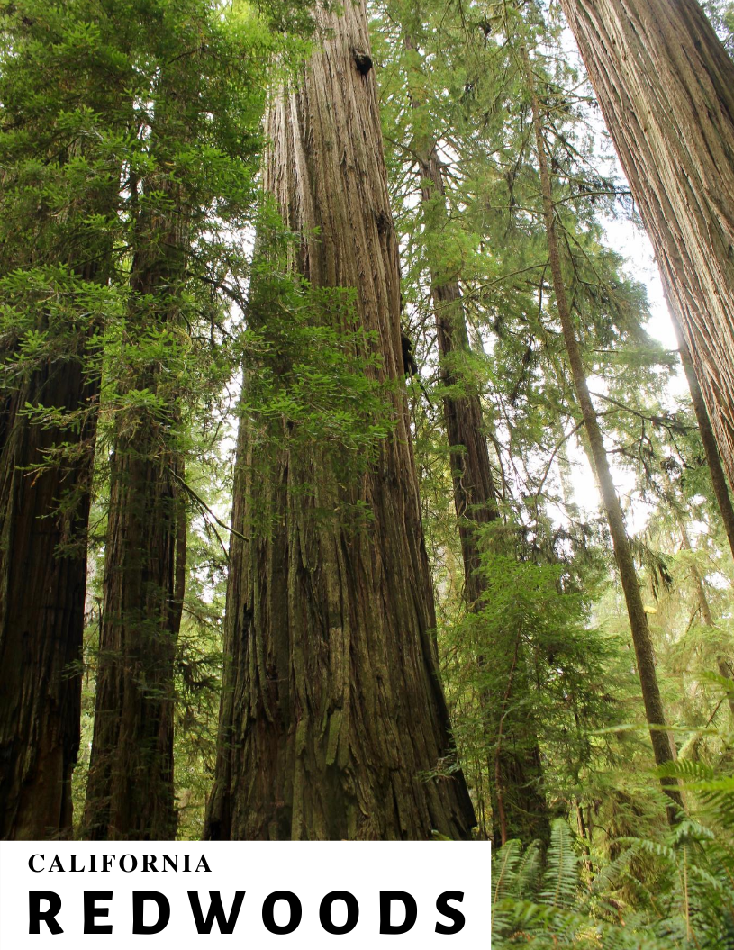 REDWOODS.png