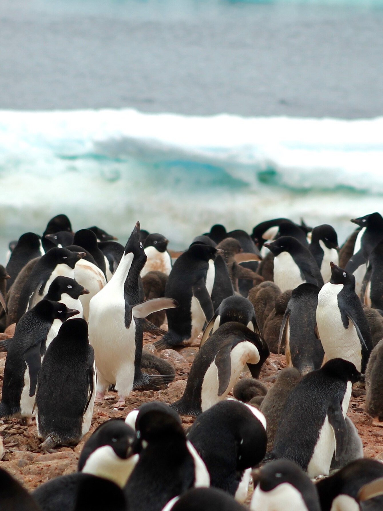 Wildlife of the Antarctic Peninsula