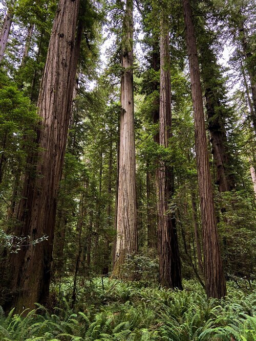Among Giants: A Weekend in the Redwoods