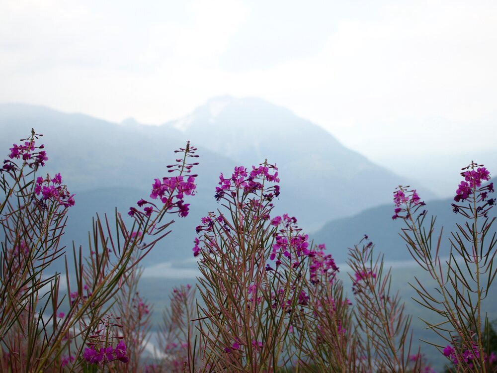 Summer in Alaska