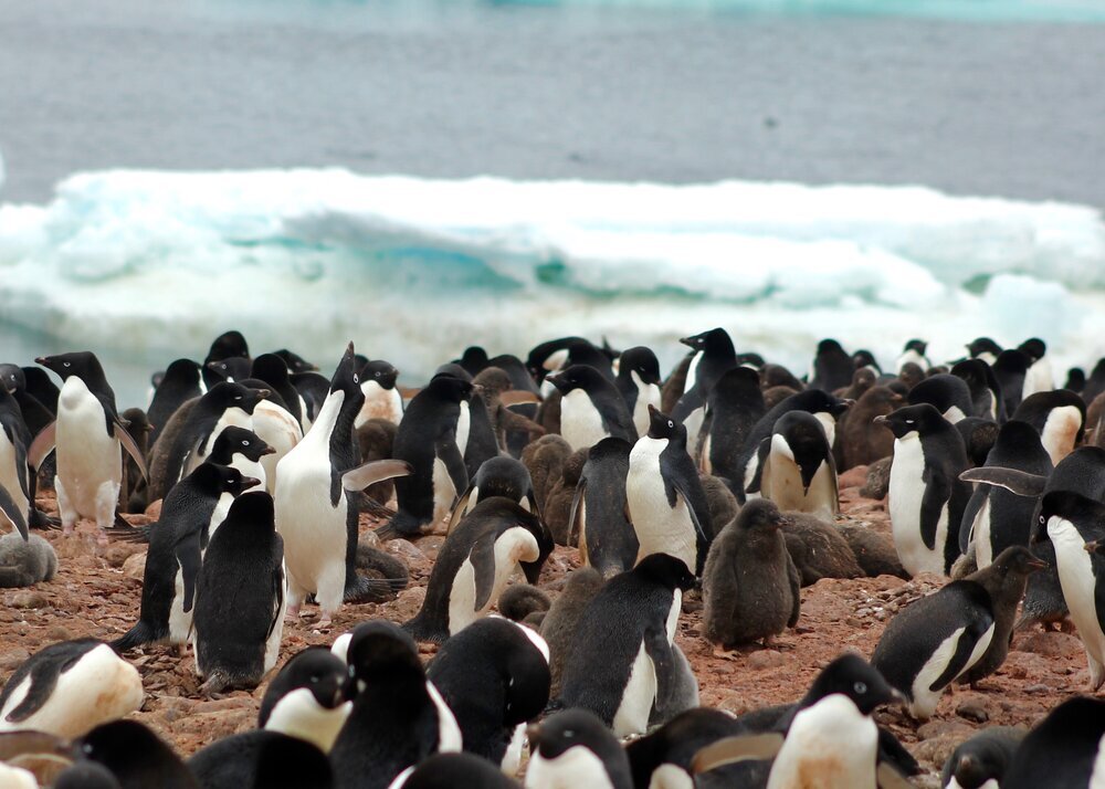 Wildlife of the Antarctic Peninsula