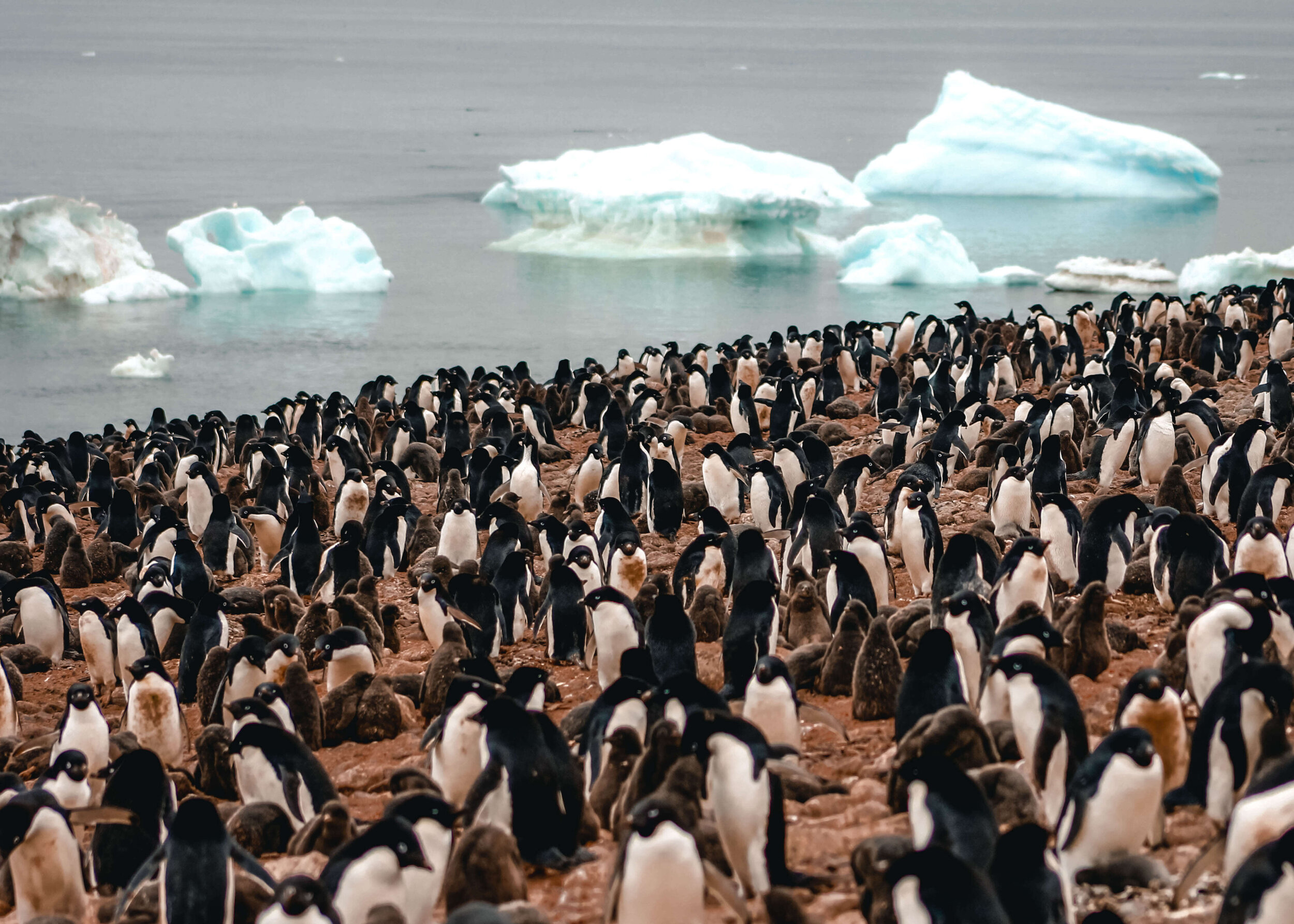 Wildlife of Antarctica — Moore Misadventures