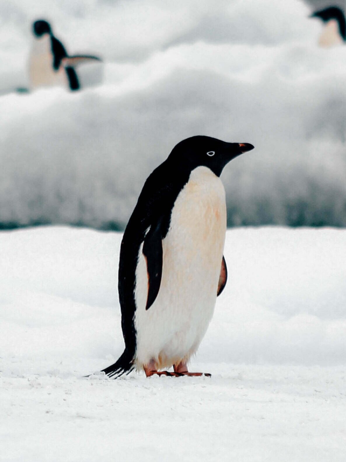 Wildlife Guide: Adélie Penguin Facts