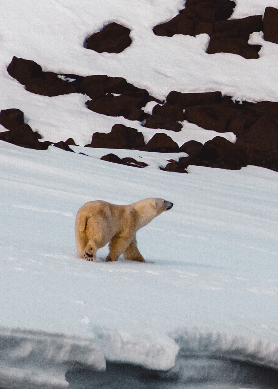 Field Report: Svalbard