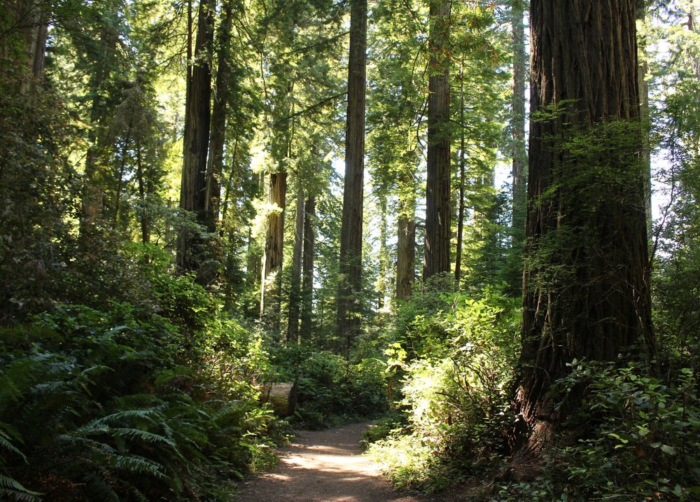 Among Giants: A Weekend in the Redwoods