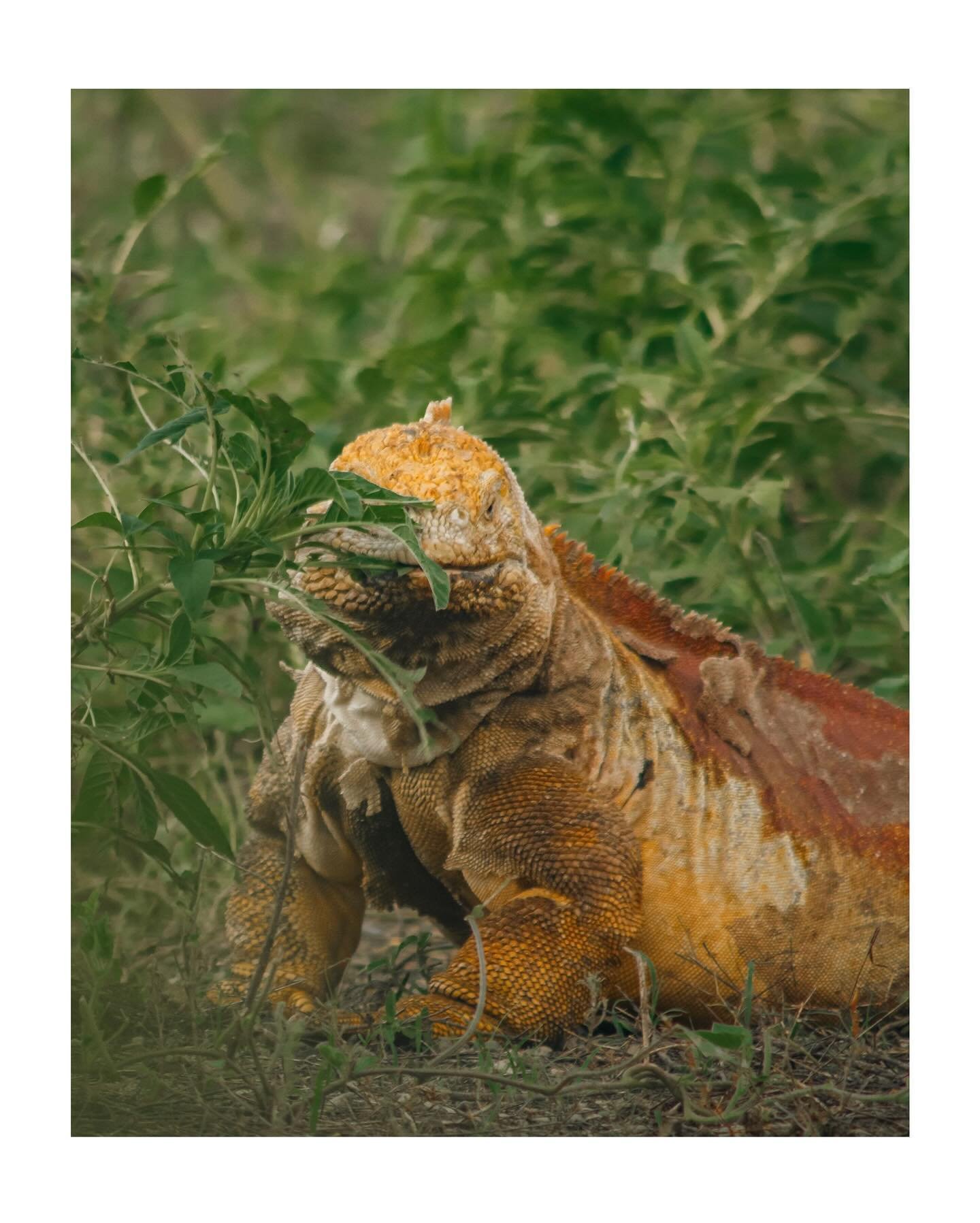 Up close with wildlife of the Galapagos

1. Land iguana &mdash; these sweet little herbivores can get up to 55 years old!

2. Marine iguana &mdash; my favorite! These clumsy cuddlers forage at sea and sneeze out salt. What&rsquo;s not to love?

3. Ga