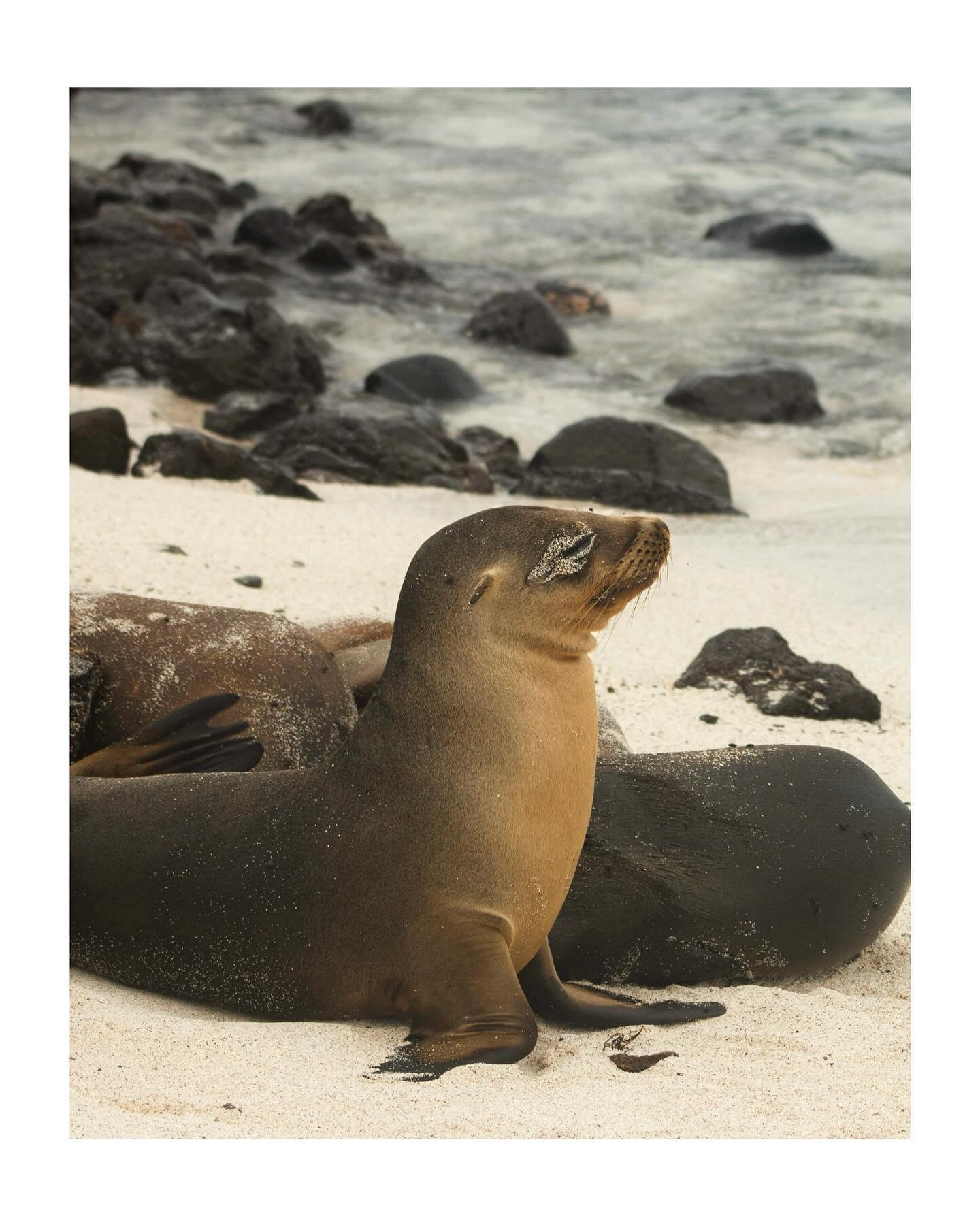 Oh, you thought I was done posting about the Galapagos? That&rsquo;s cute. Almost as cute as this baby sea lion. Almost.