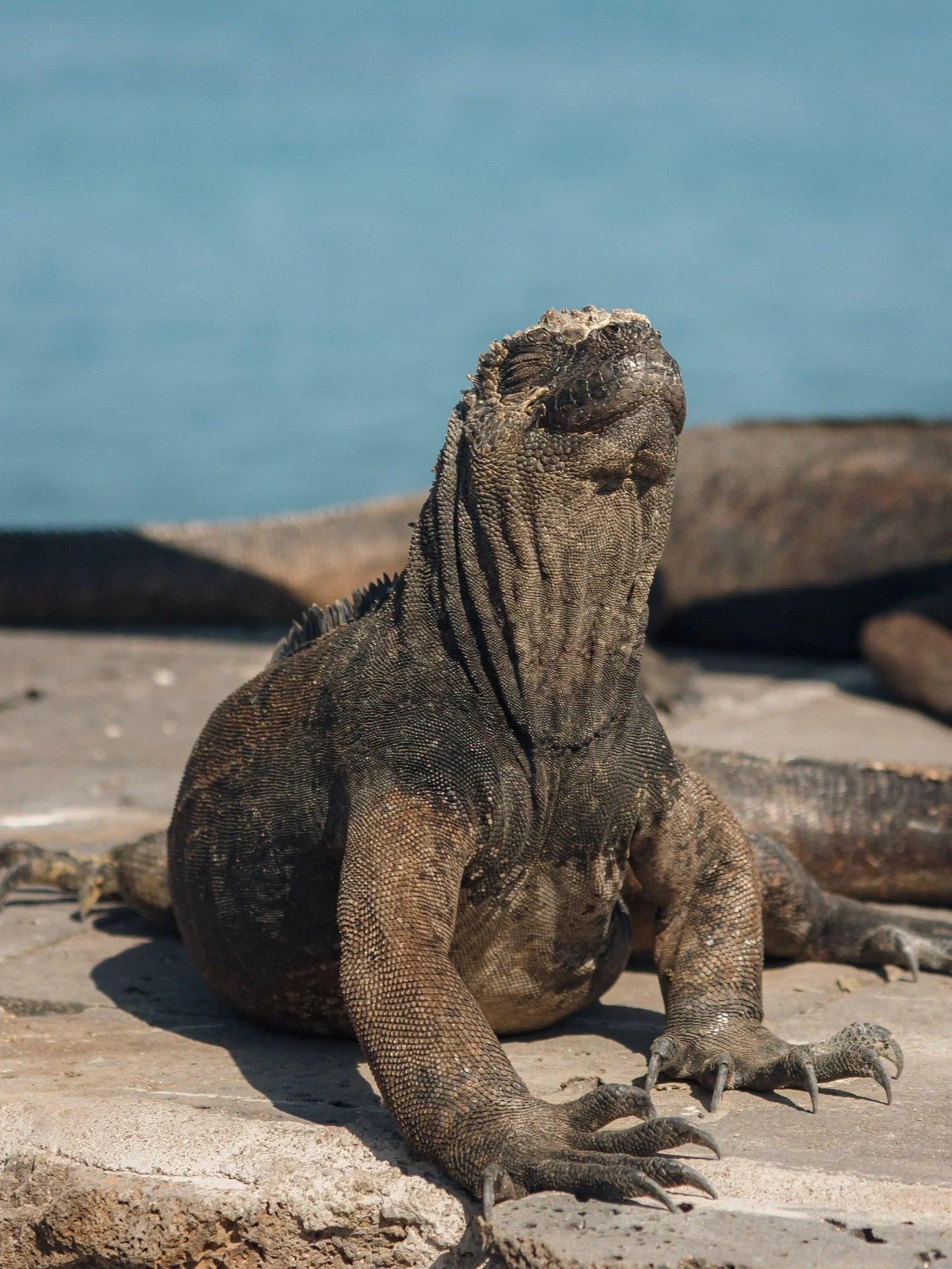Just spending my summer trying to get on this happy marine iguana&rsquo;s photosynthesizing level ☀️