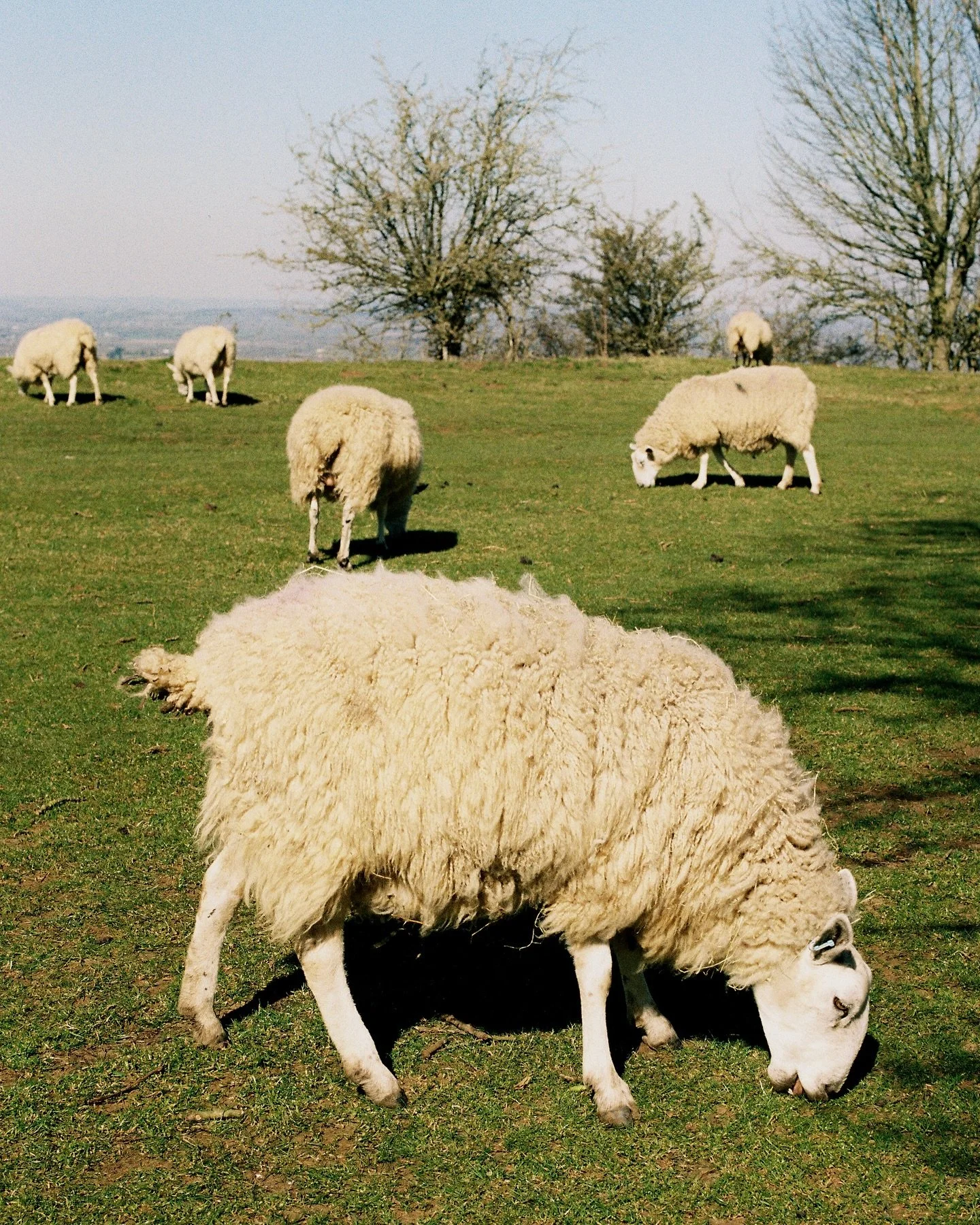 Cotswolds on film, or: a photographic collection of sheep and stone houses

#cotswolds #england #englishcountryside #nathab #travel #filmphotography #shotoncanon #onfilm #35mm