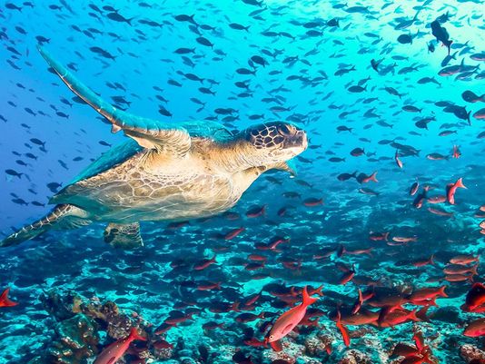 636628363449150226-galapagos-water.jpg