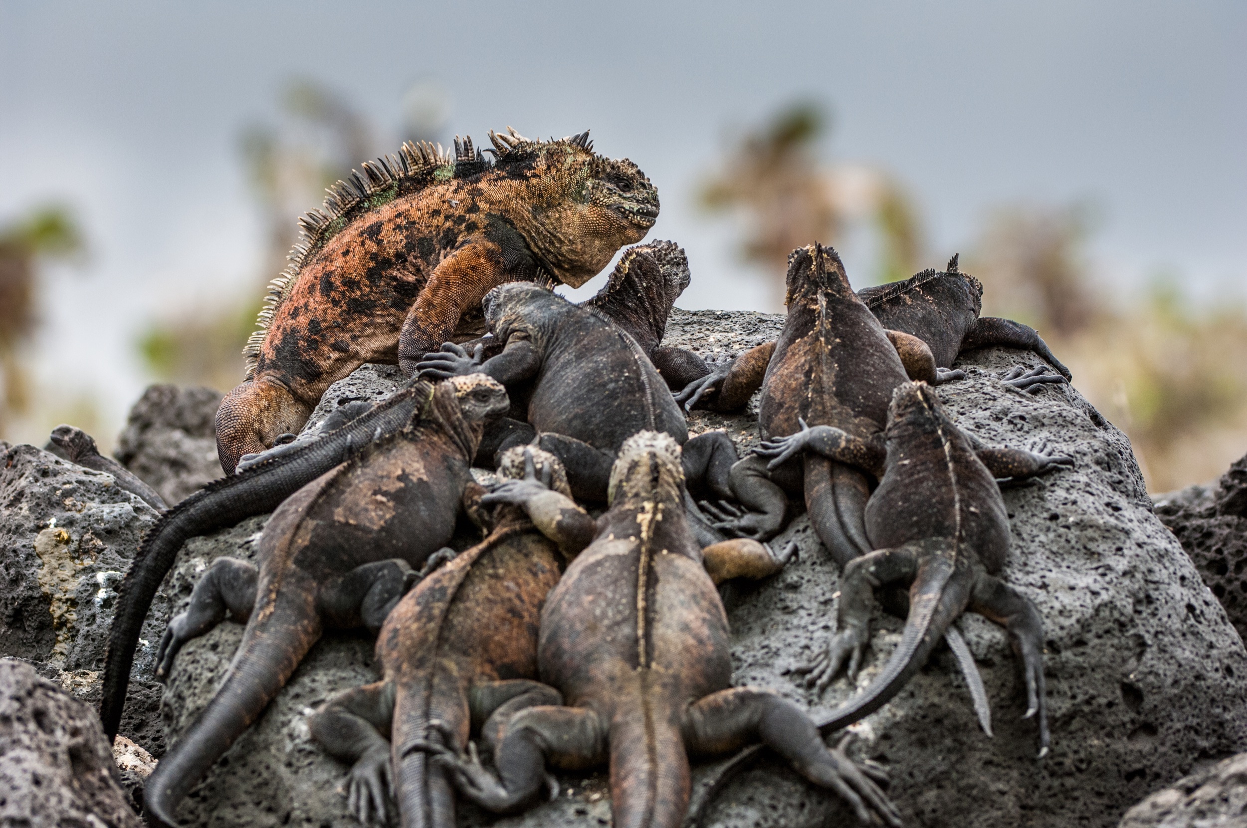 2) Dragon Hill: