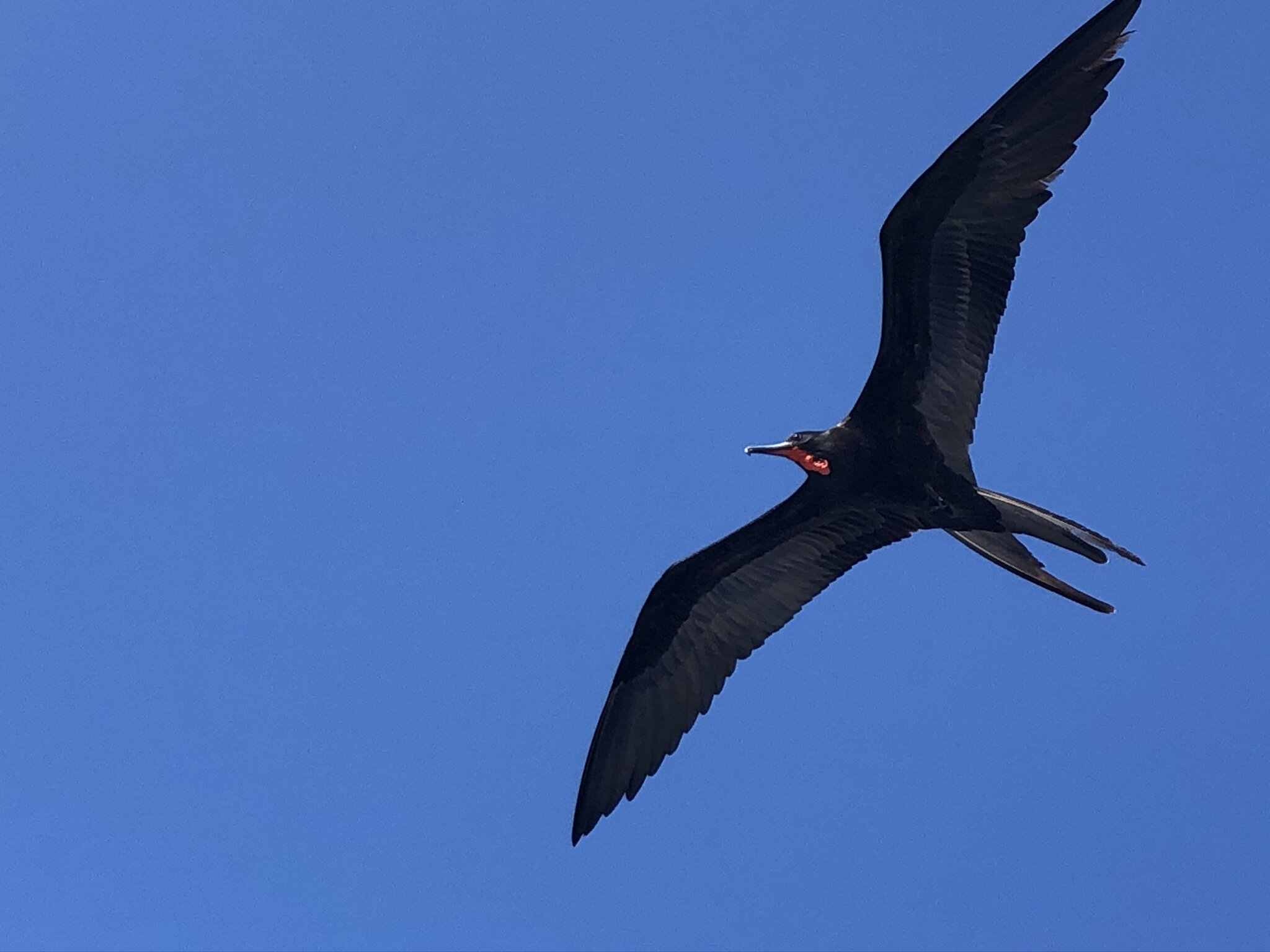 bird-watching-in-the-galapagos.JPG