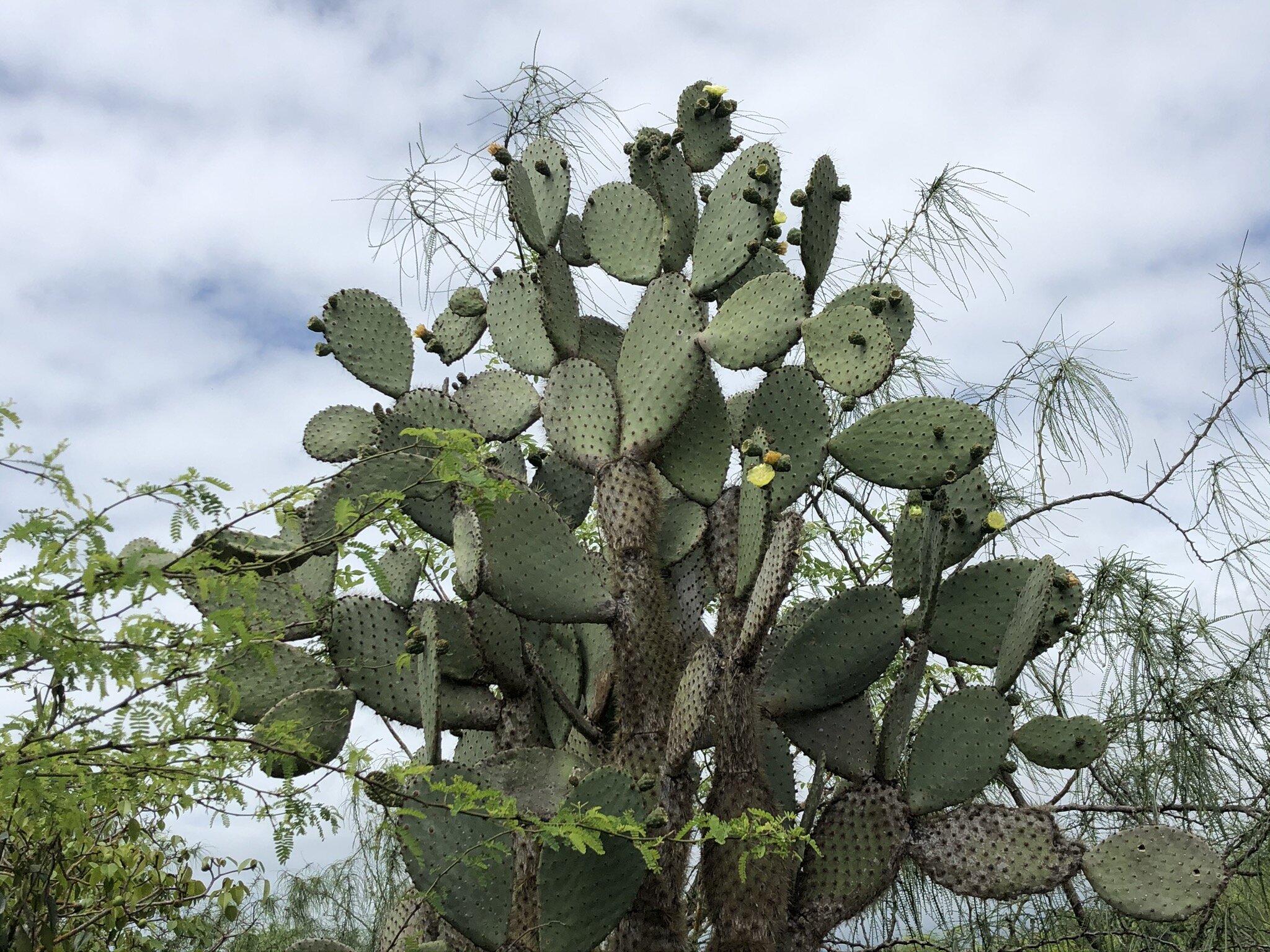 cactus-galapagos.JPG
