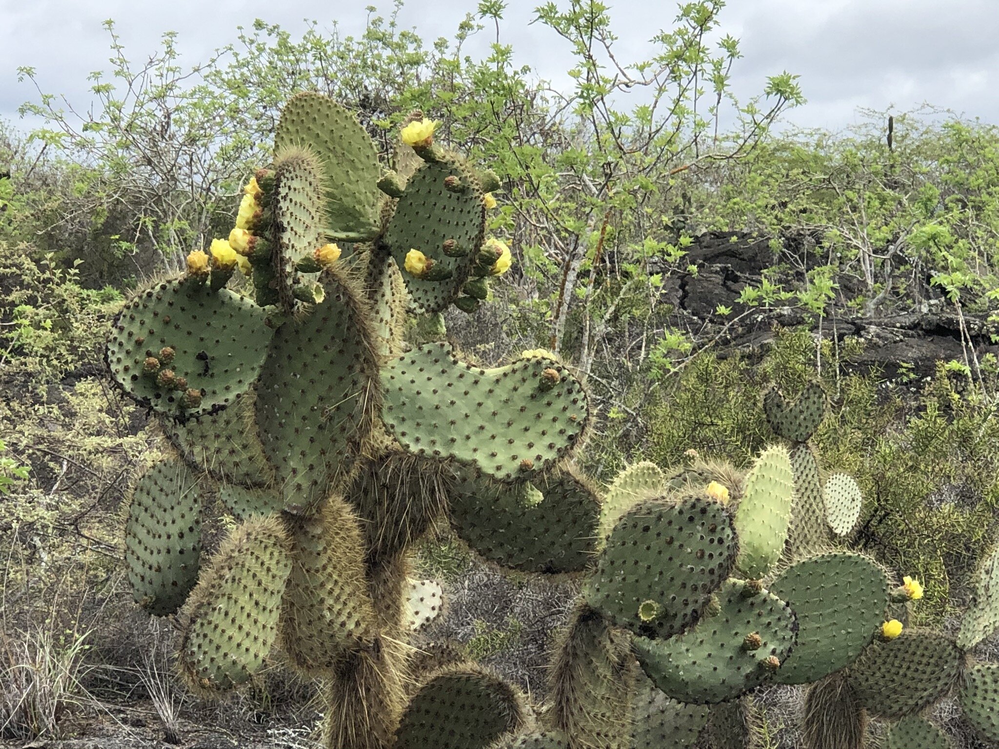 cactus-seen-on-tours-galapagos.JPG