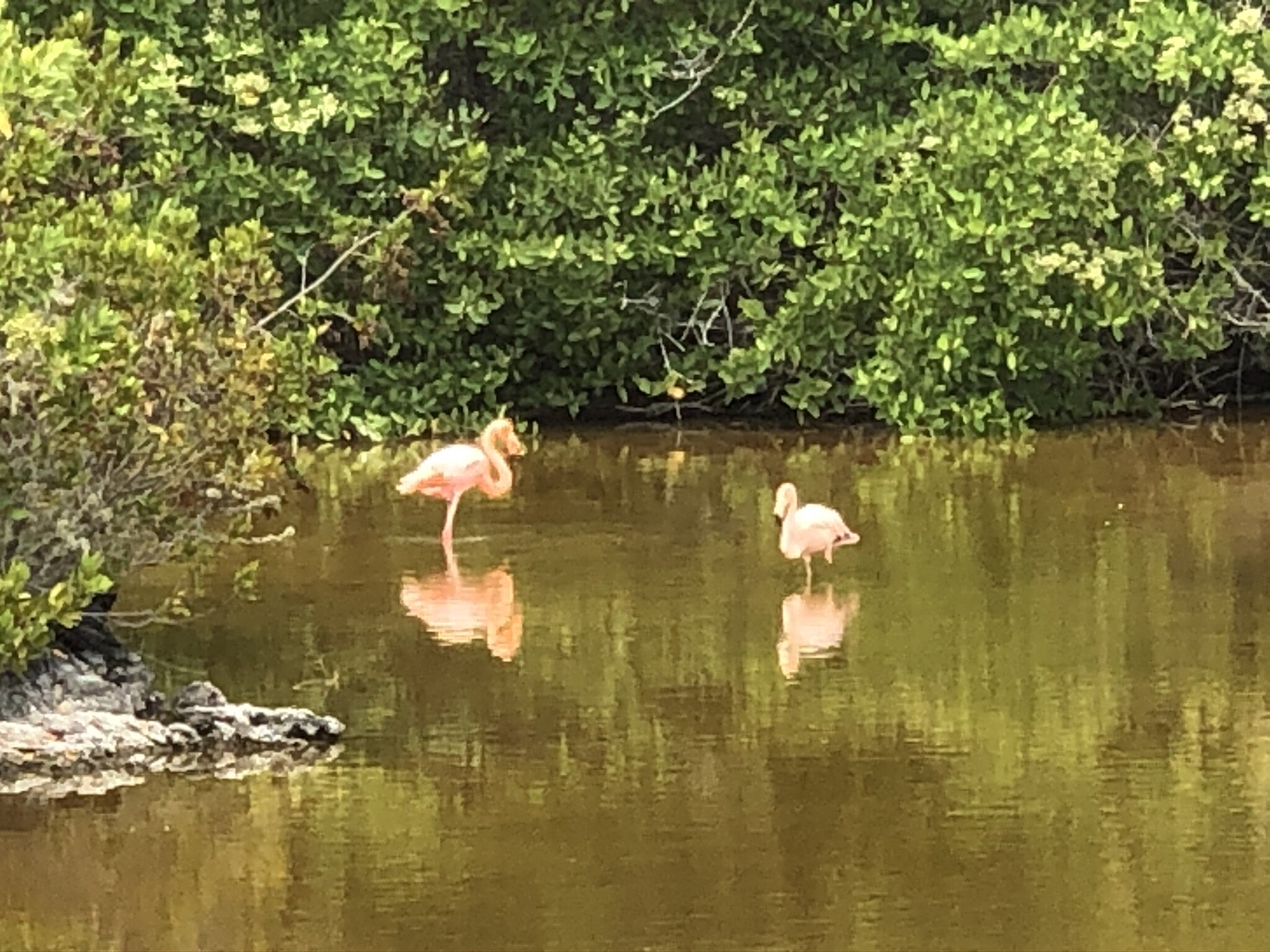 flamingos-in-ecuador.JPG