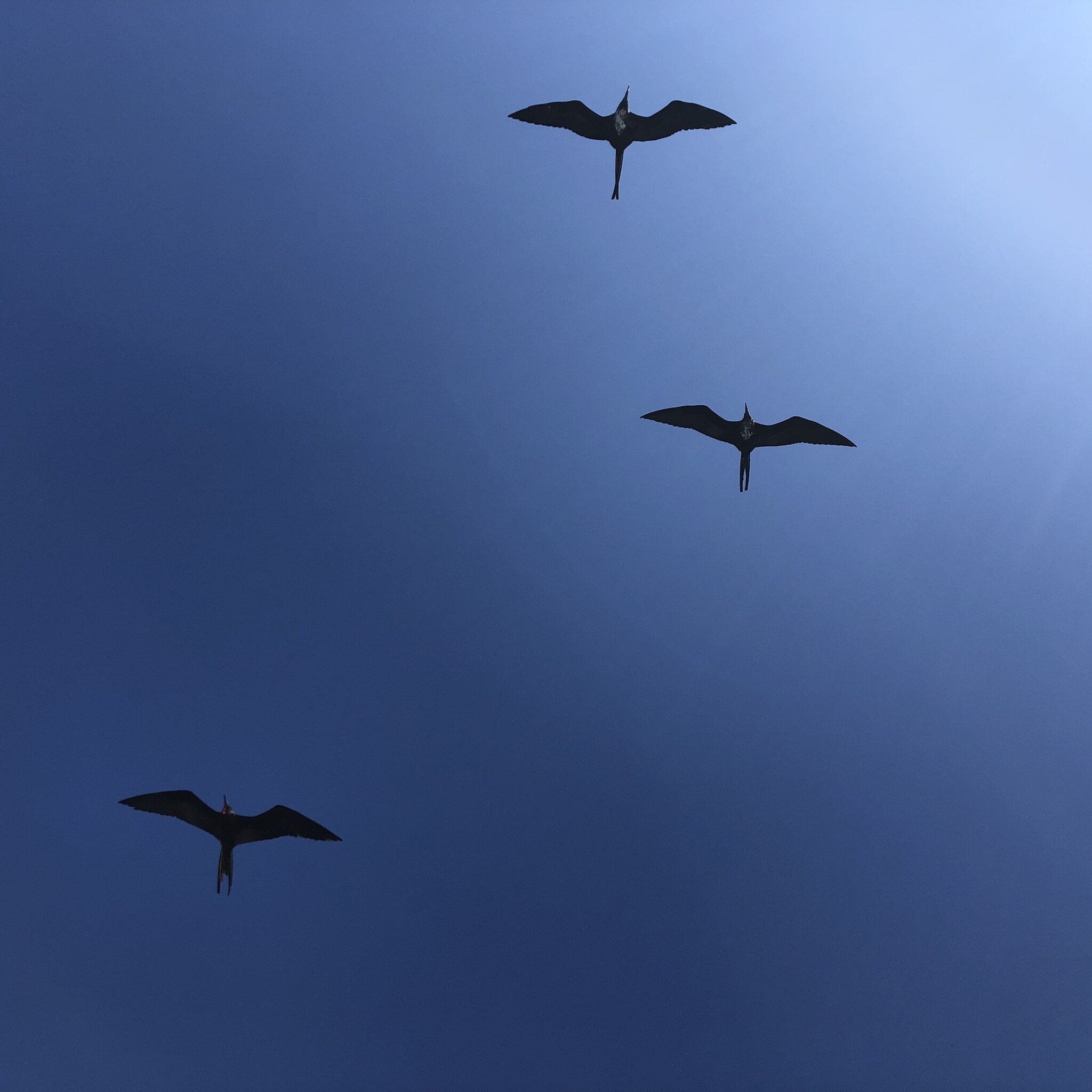 galapagos-bird-formation.JPG