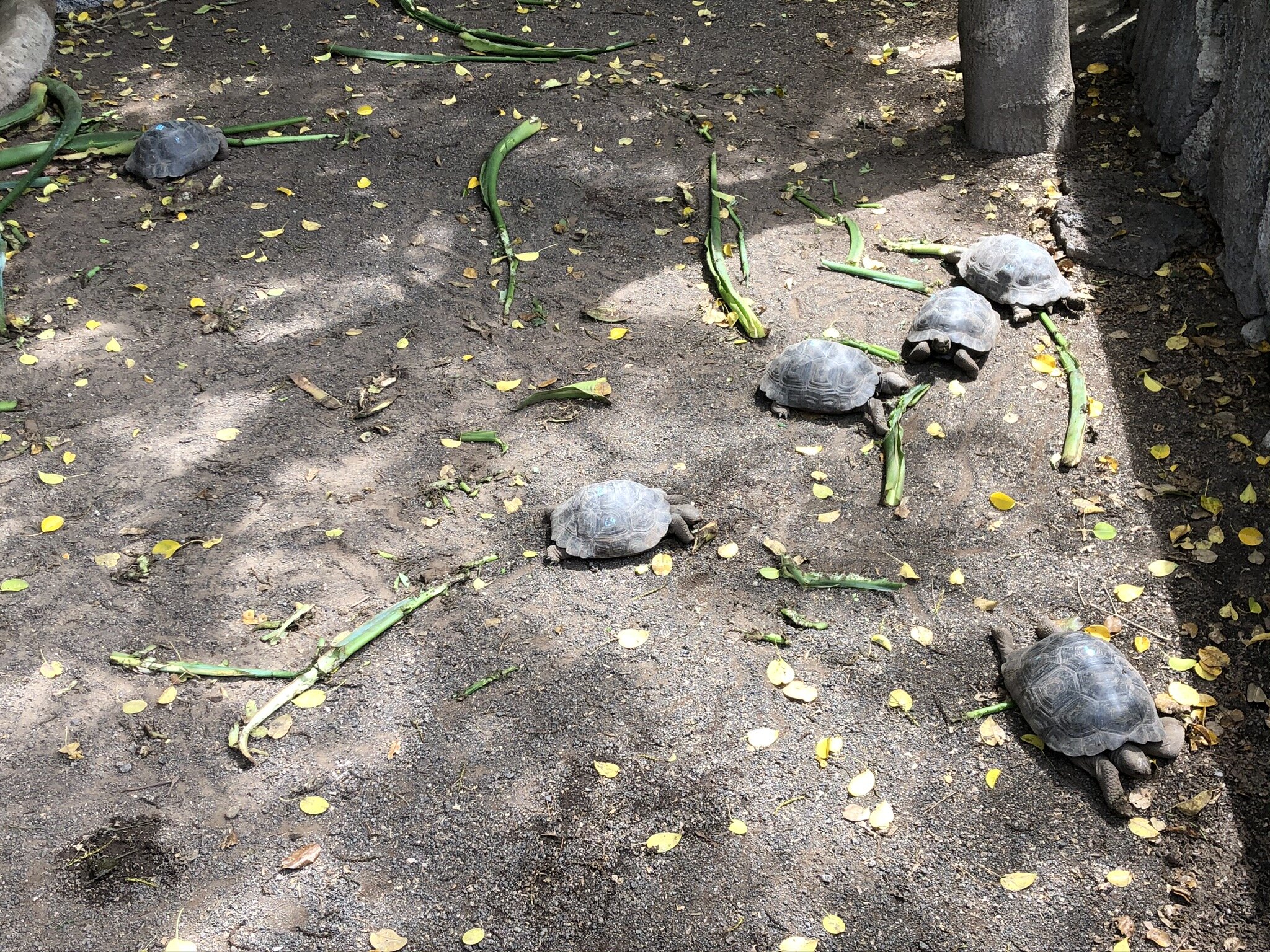 turtle-family.JPG