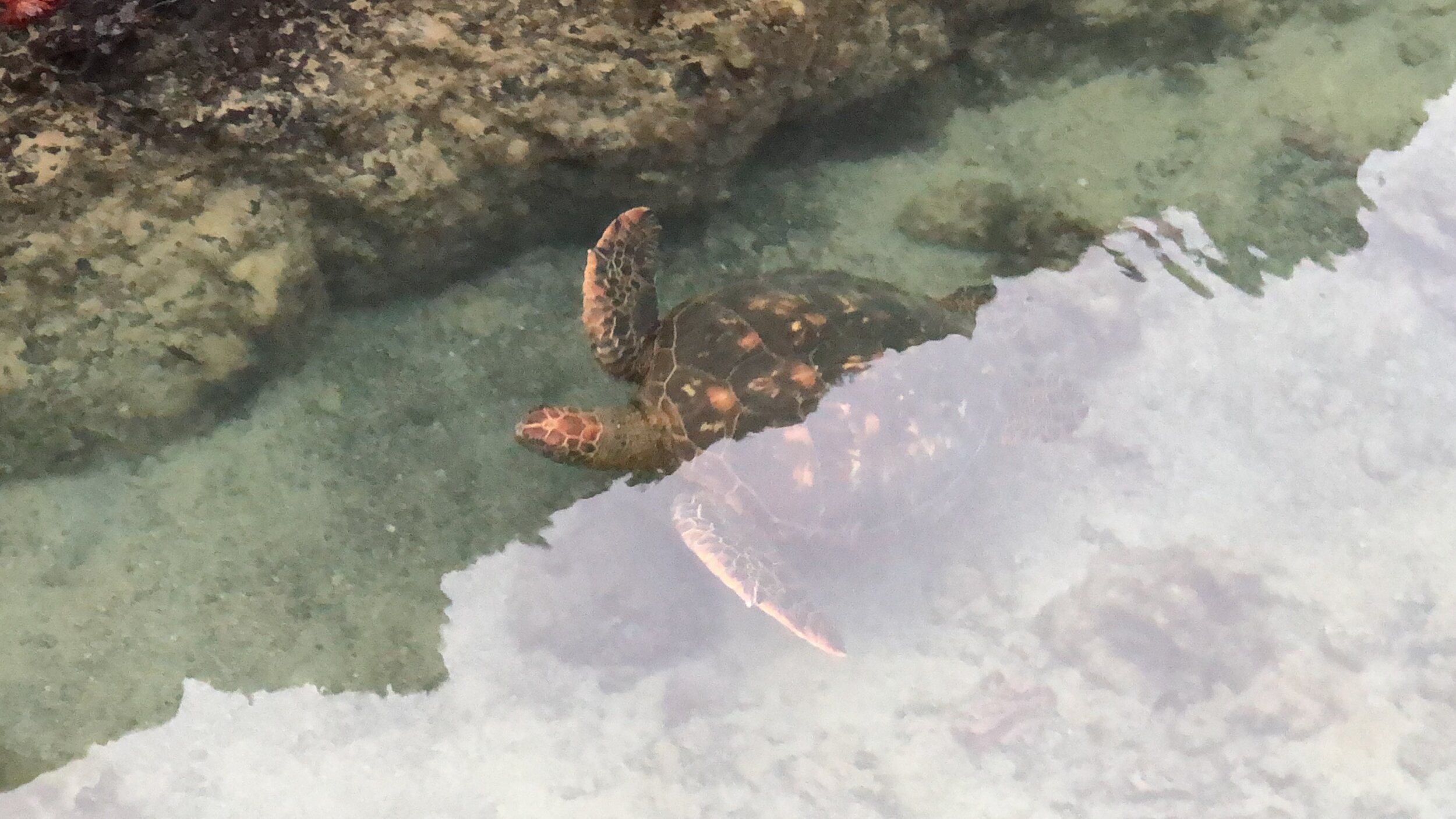 turtle-swimming.JPG