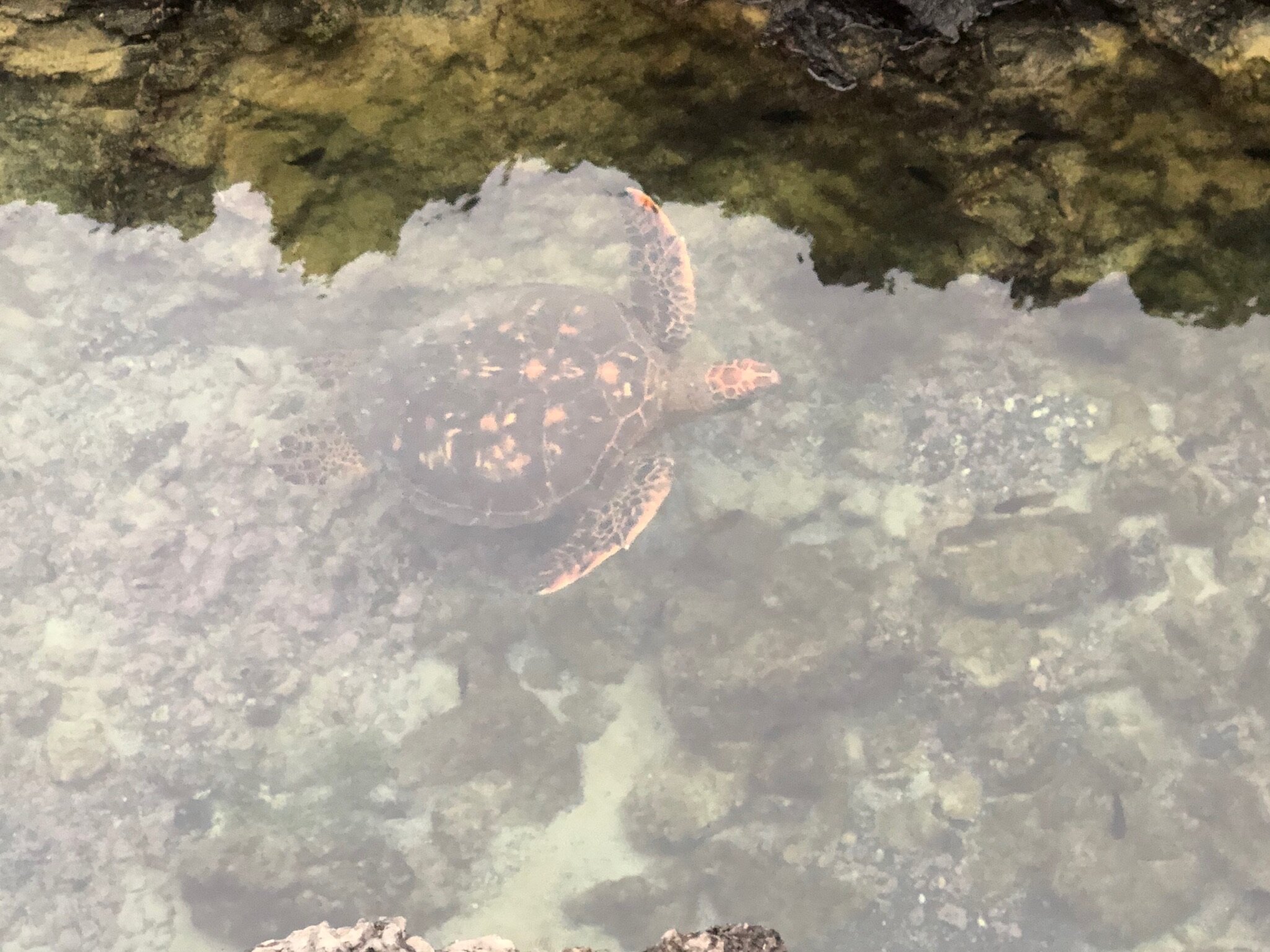 turtle-swimming-in-galapagos-ocean.JPG