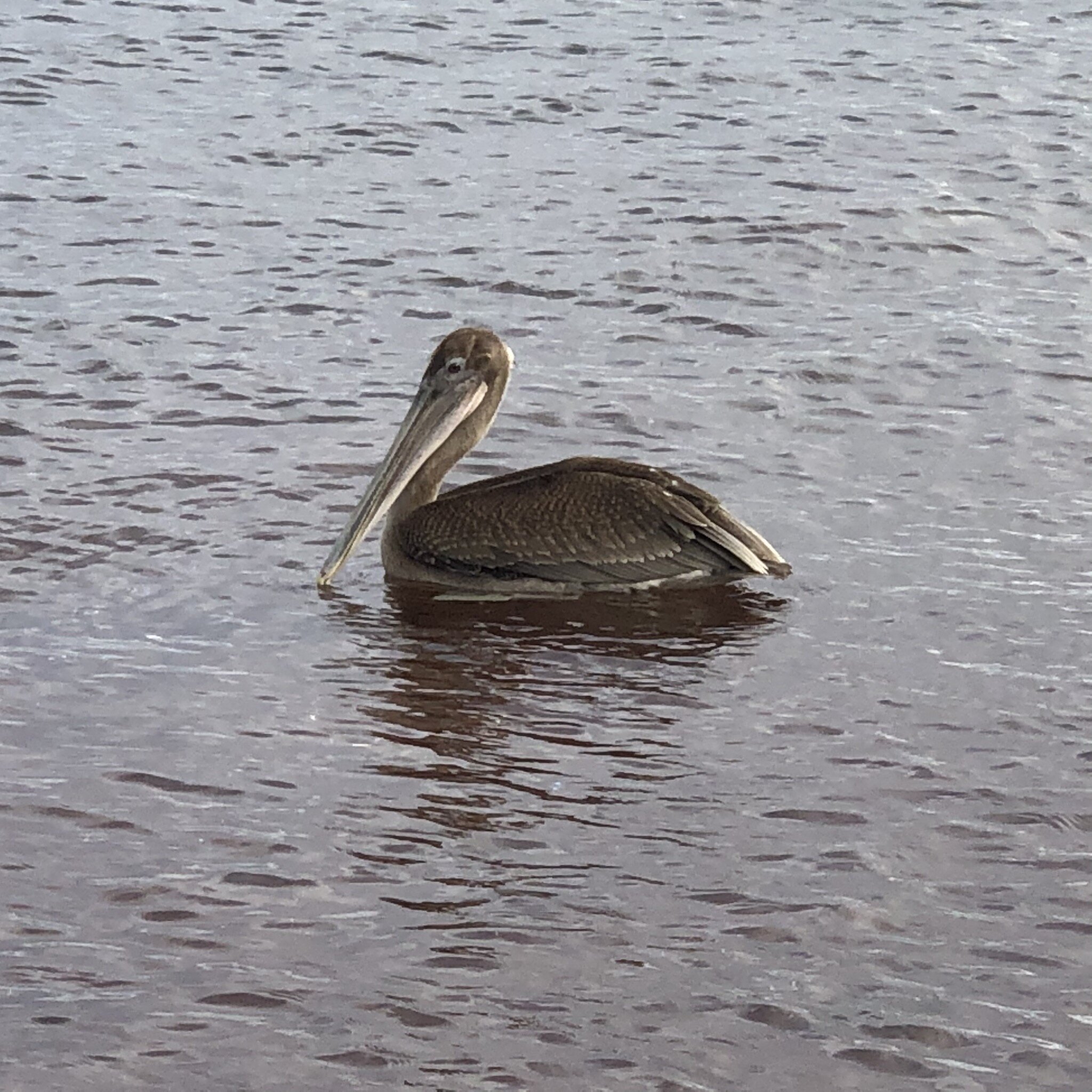 galapagos-pelican.JPG
